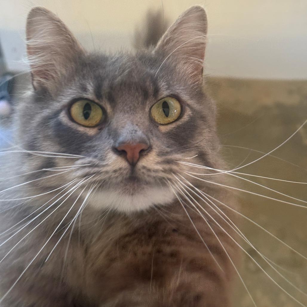 Gooby "Puff" Snoobert, Adoptable, Adult Female Domestic Medium Hair.