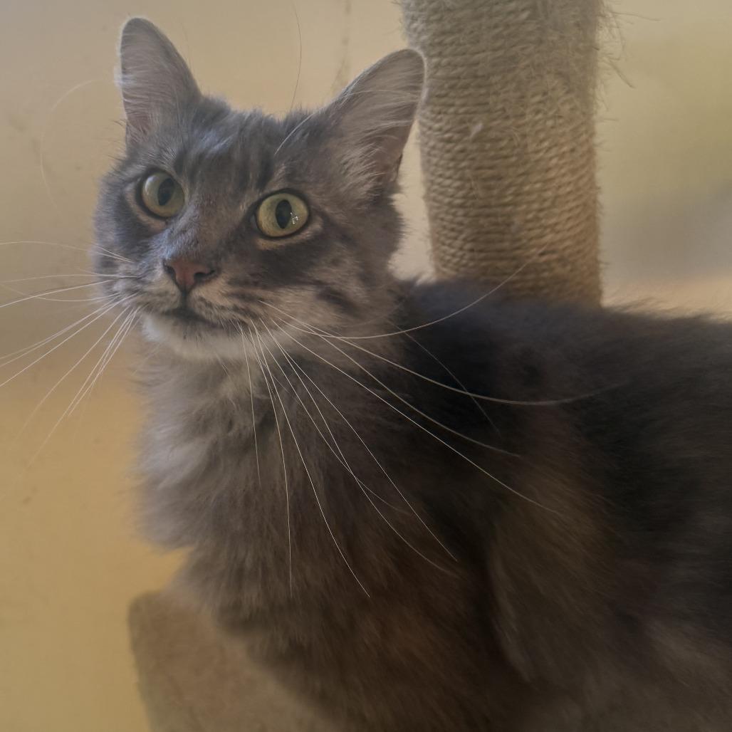 Gooby "Puff" Snoobert, a Adoptable Domestic Medium Hair in Fort Bragg, CA image 2/2