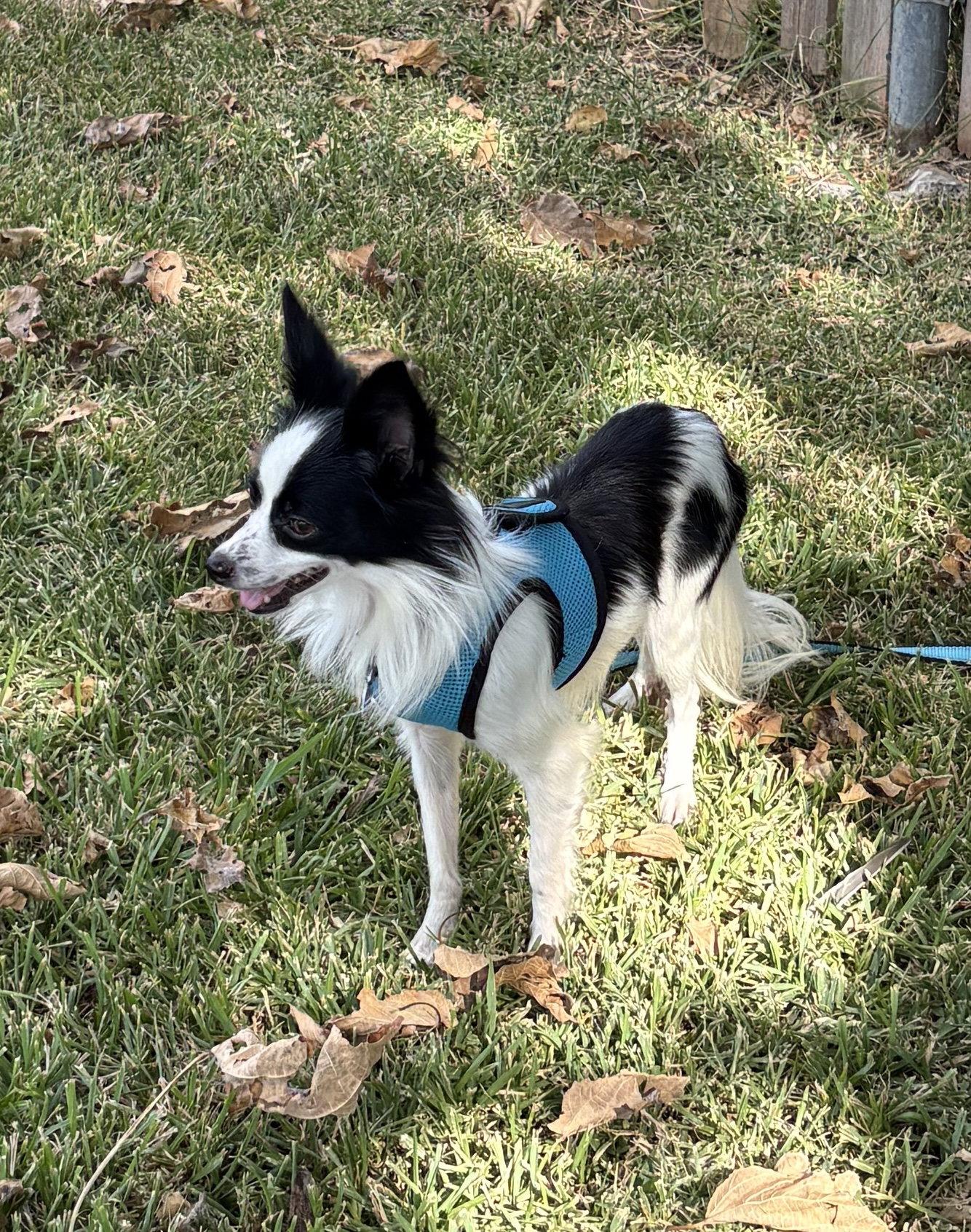 Ghost, Adoptable, Adult Male Papillon.