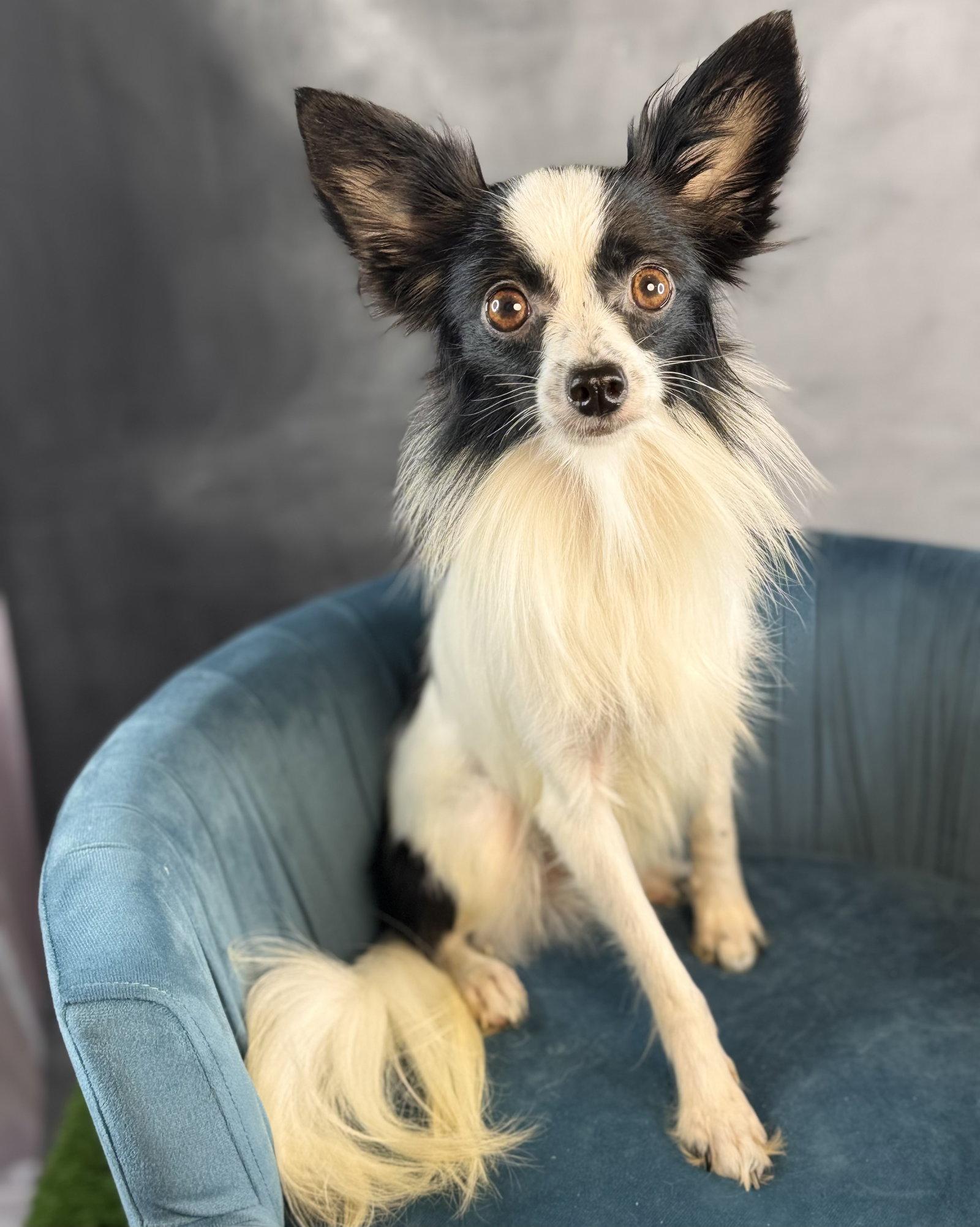 Enlarge Ghost, a Adoptable Papillon in Garland, TX image 2/2