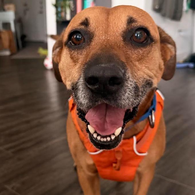 Honey — thumbnail 2