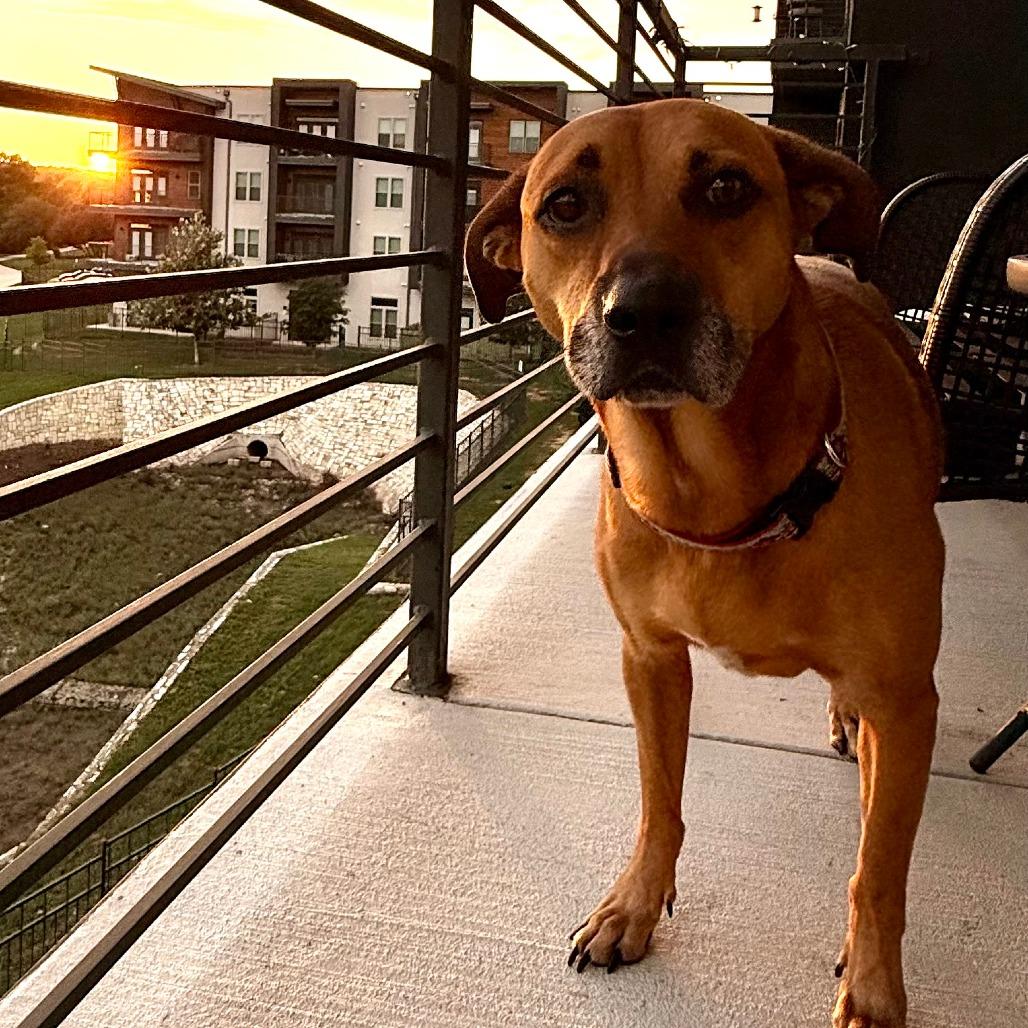 Honey — thumbnail 3