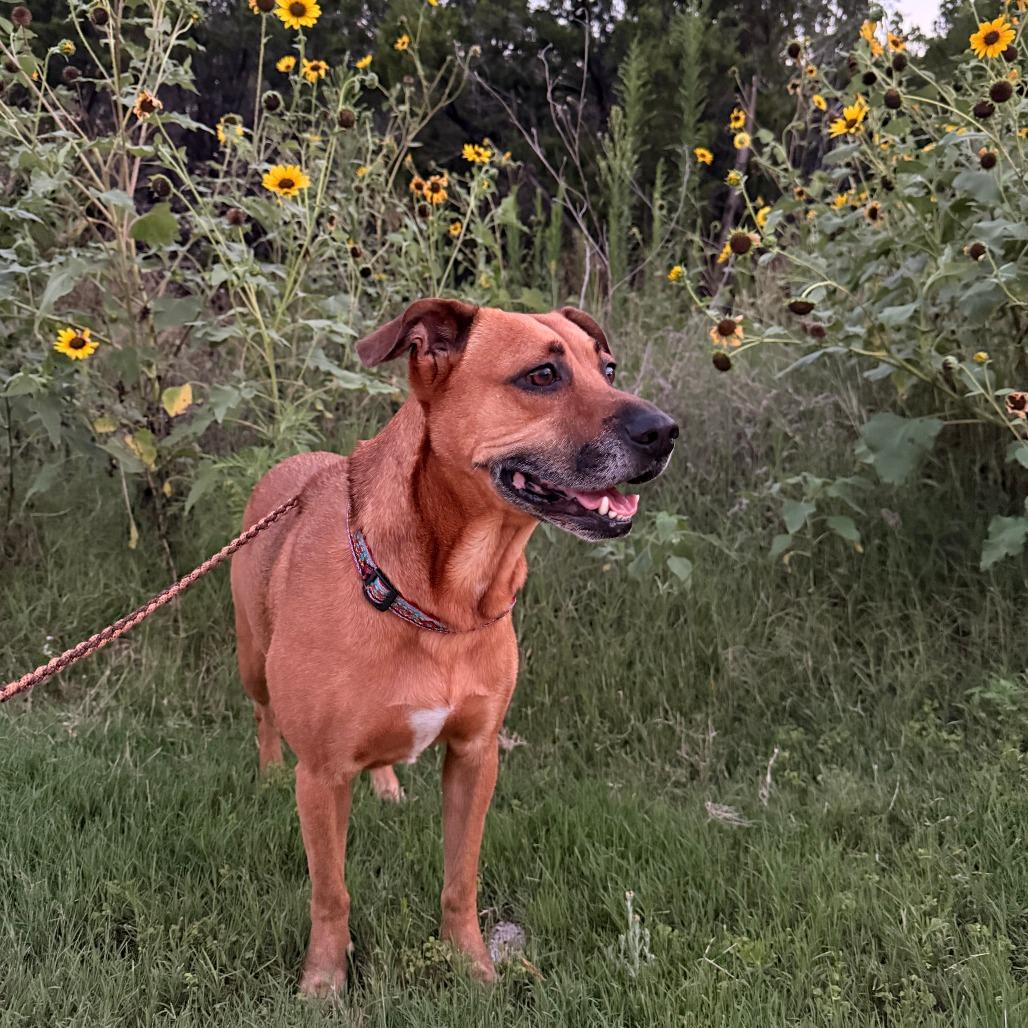 Honey — thumbnail 4