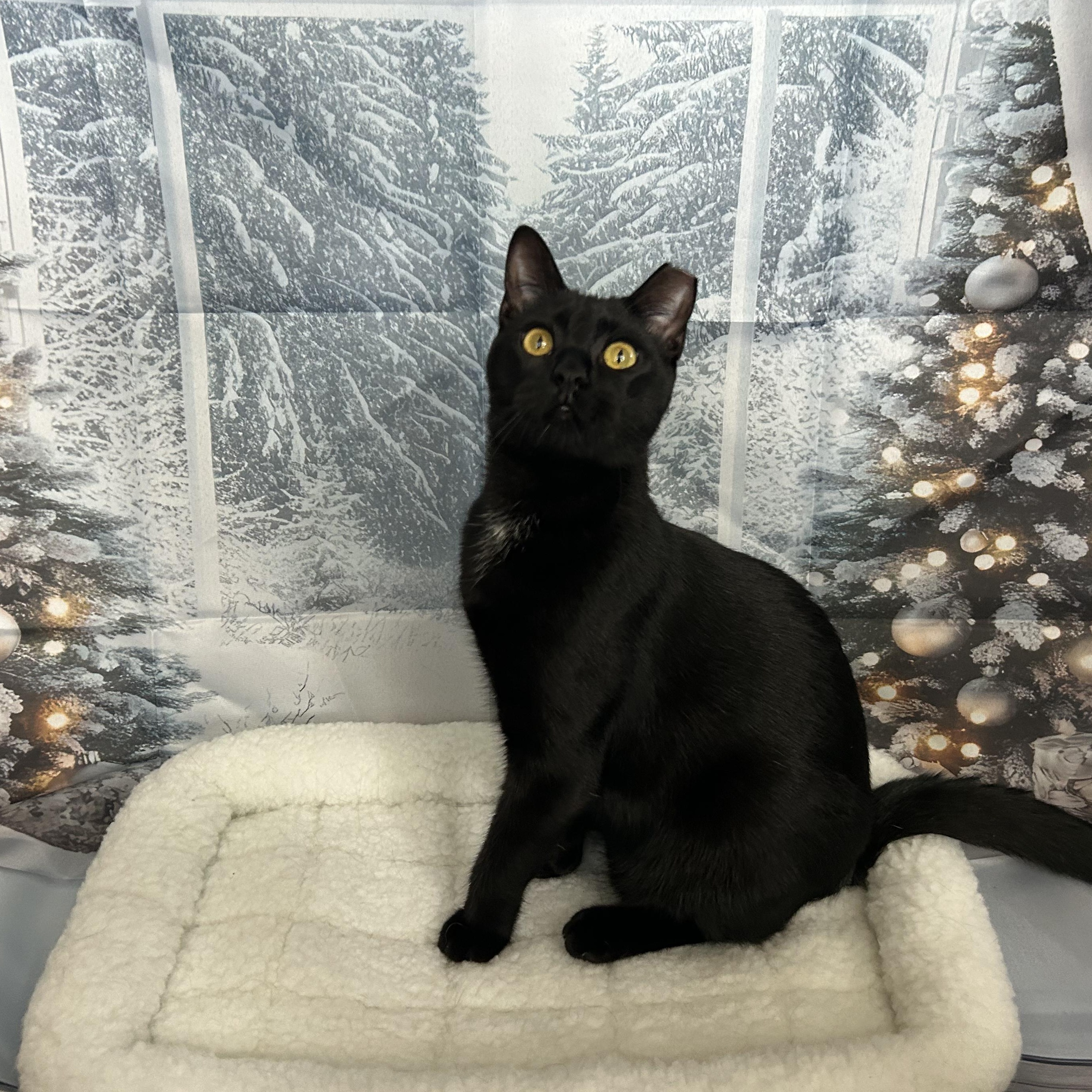 Enlarge Edamame, a Adoptable Domestic Short Hair in Webster, TX image 1/4