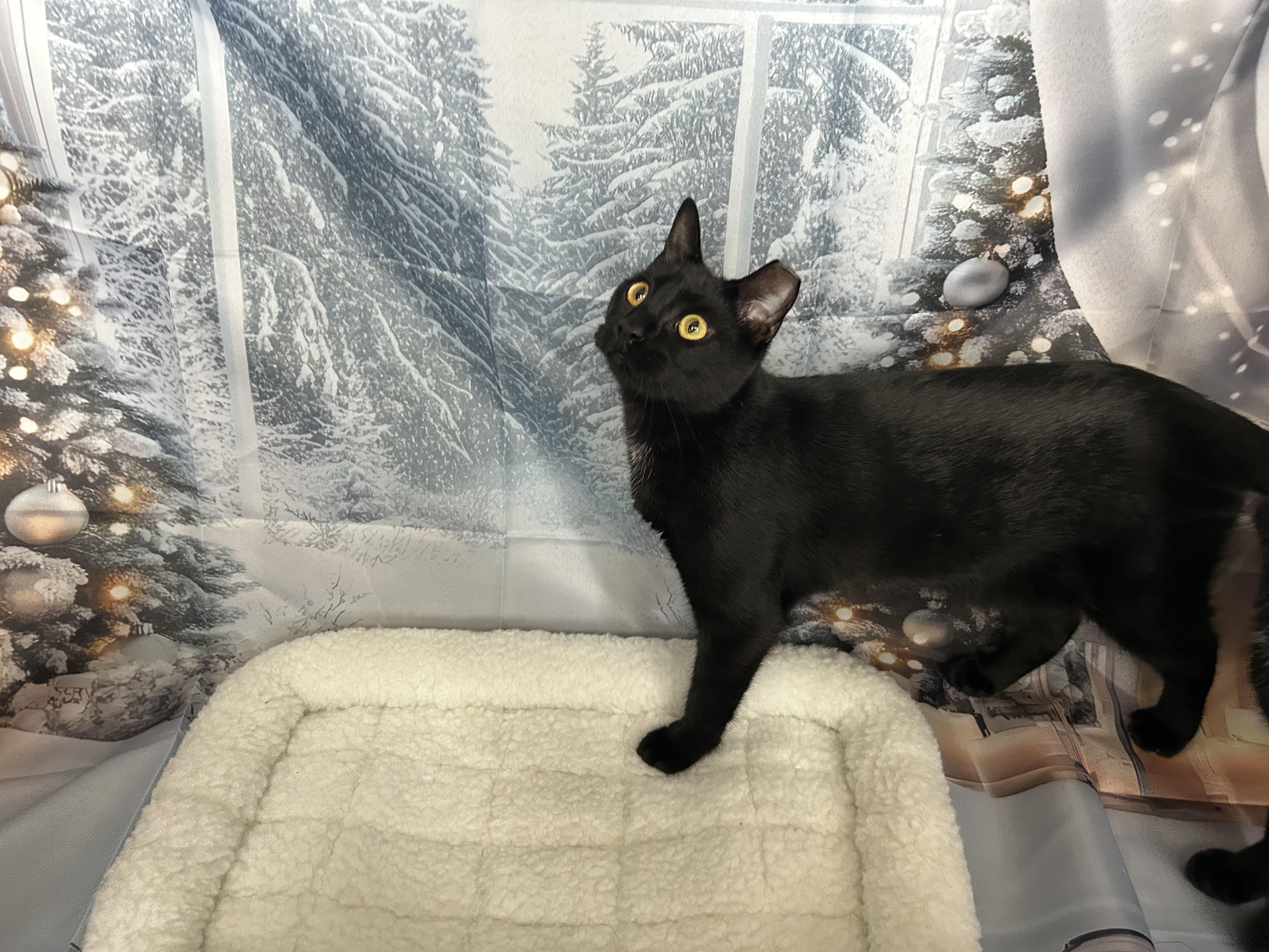 Enlarge Edamame, a Adoptable Domestic Short Hair in Webster, TX image 3/4