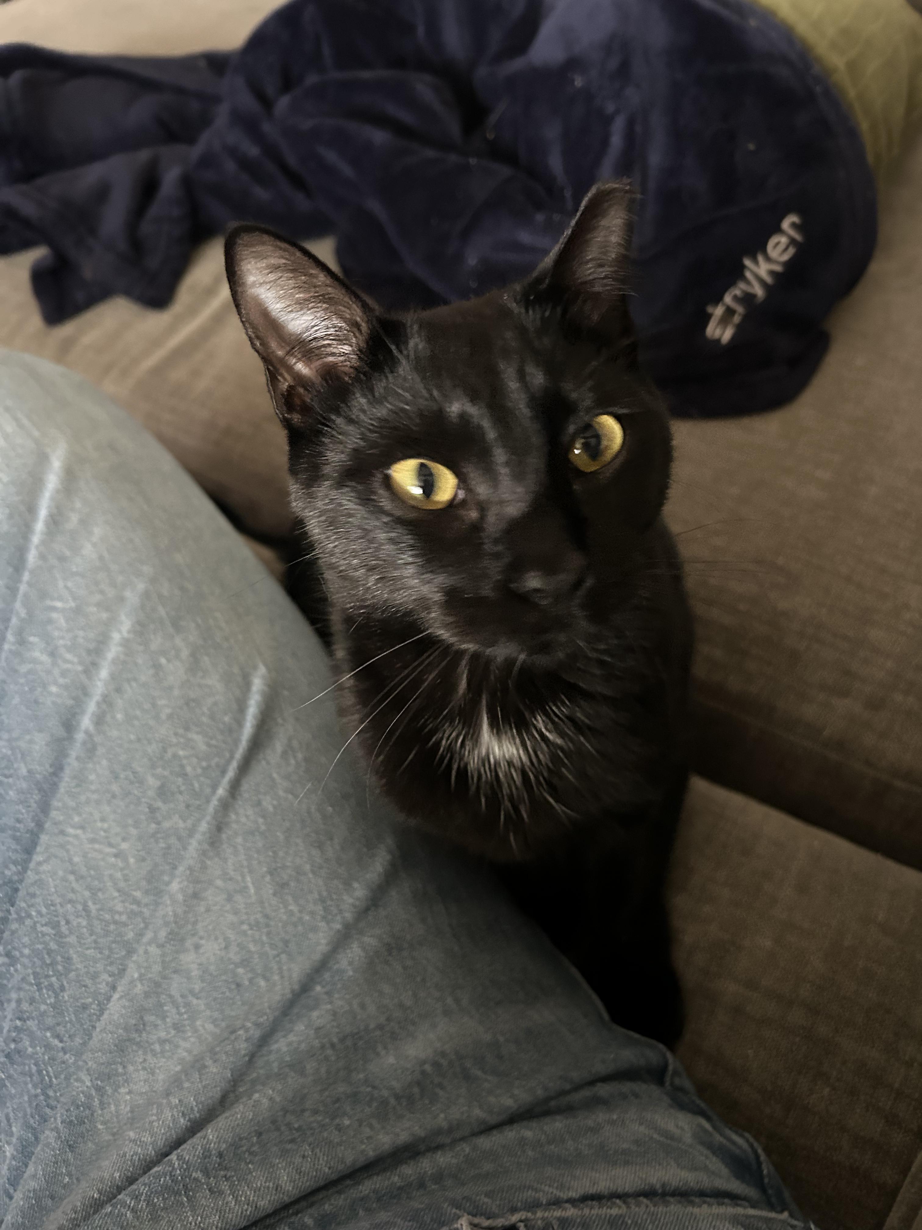 Enlarge Edamame, a Adoptable Domestic Short Hair in Webster, TX image 2/4