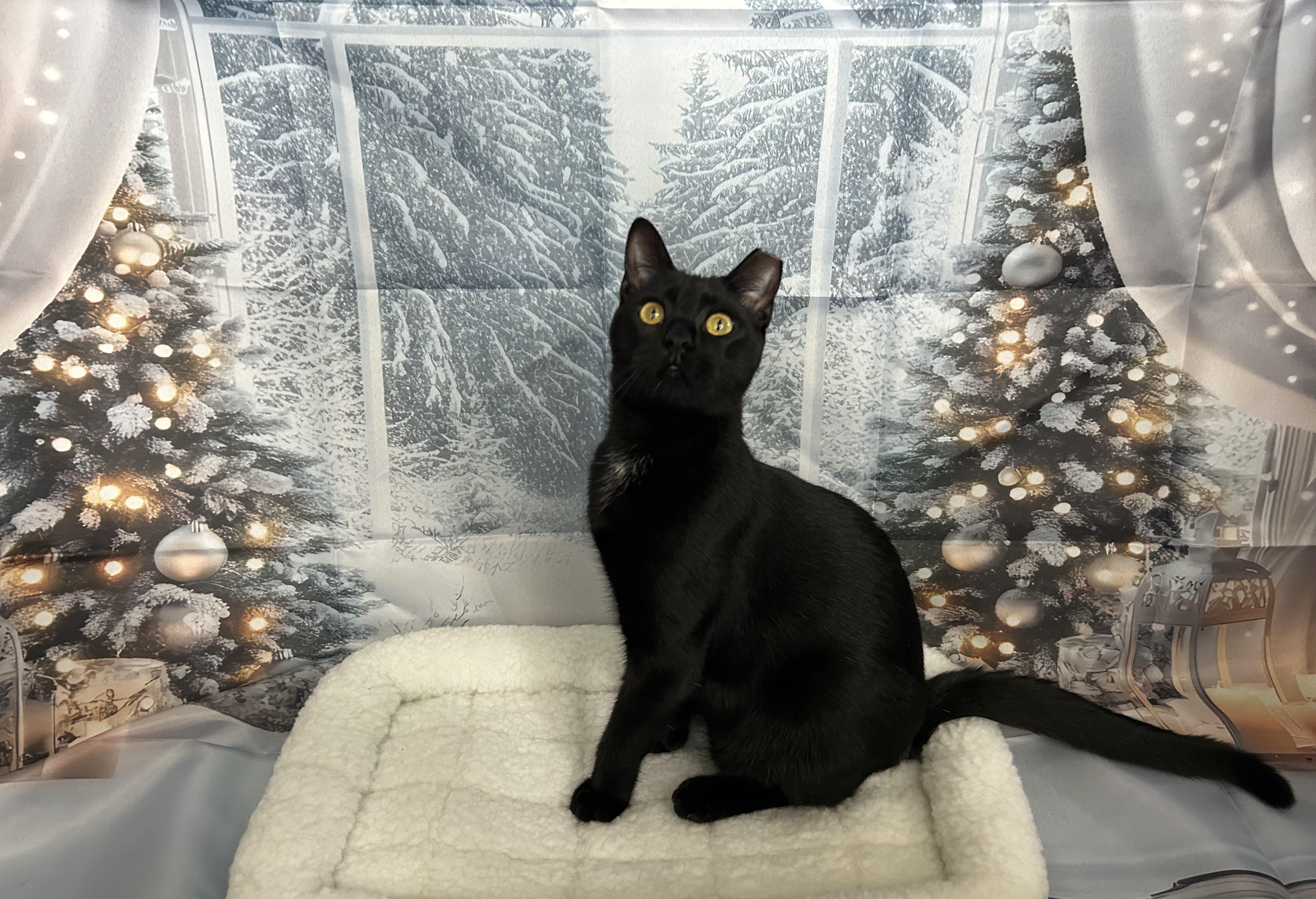 Enlarge Edamame, a Adoptable Domestic Short Hair in Webster, TX image 4/4