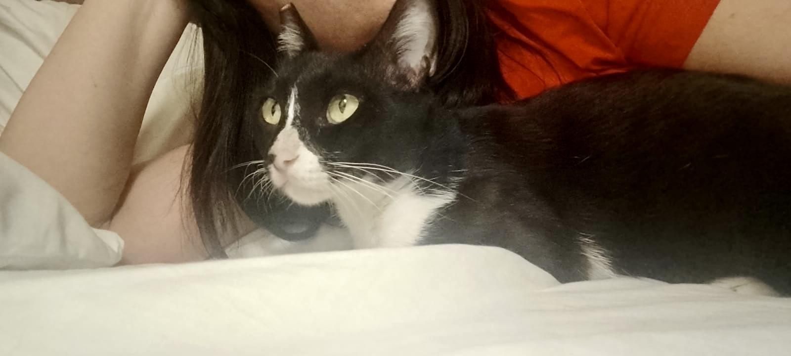 Enlarge Lilly, the Sweet, Resilient Survivor , a Adoptable Domestic Short Hair in Somerset, NJ image 4/4