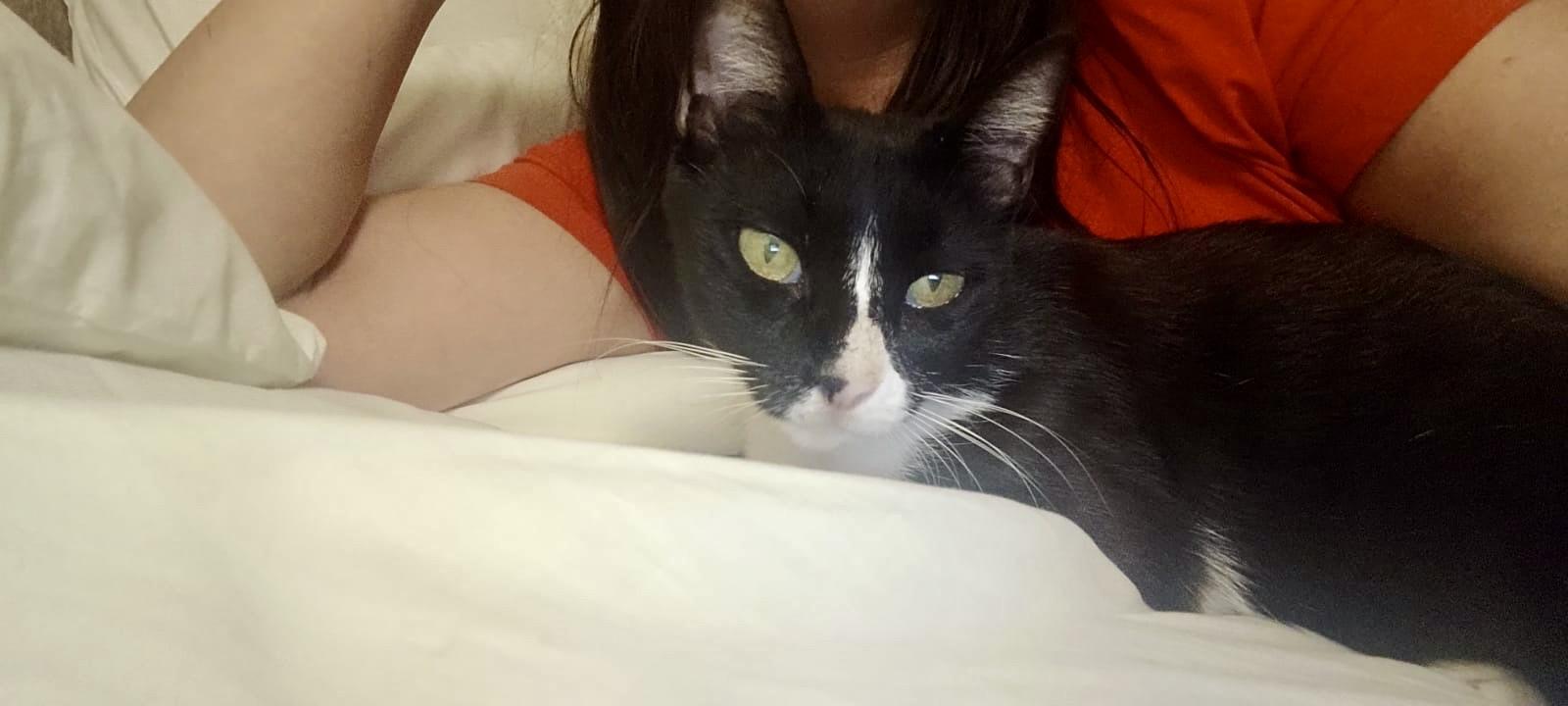 Enlarge Lilly, the Sweet, Resilient Survivor , a Adoptable Domestic Short Hair in Somerset, NJ image 1/4