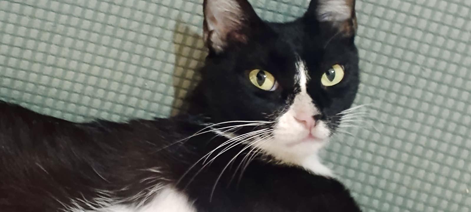 Enlarge Lilly, the Sweet, Resilient Survivor , a Adoptable Domestic Short Hair in Somerset, NJ image 3/4