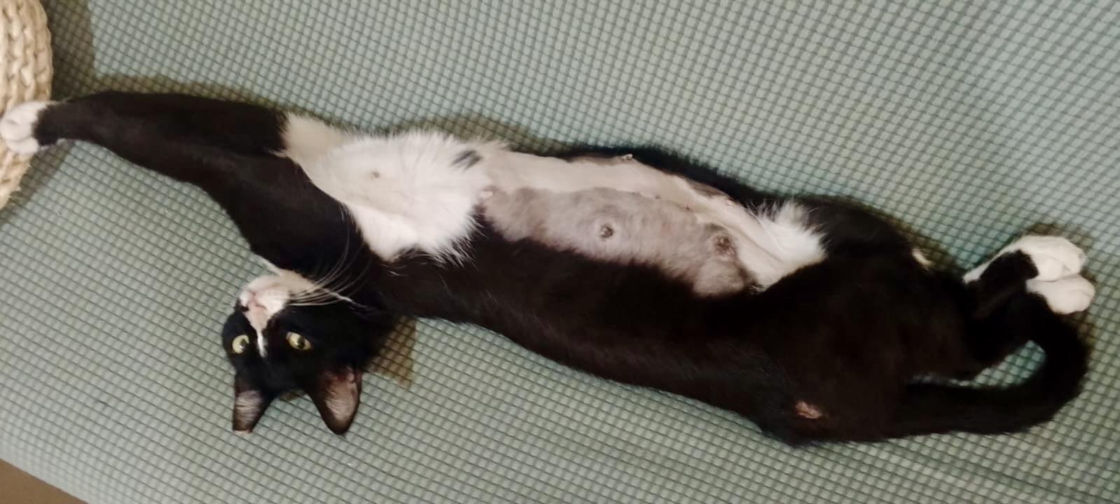 Enlarge Lilly, the Sweet, Resilient Survivor , a Adoptable Domestic Short Hair in Somerset, NJ image 2/4