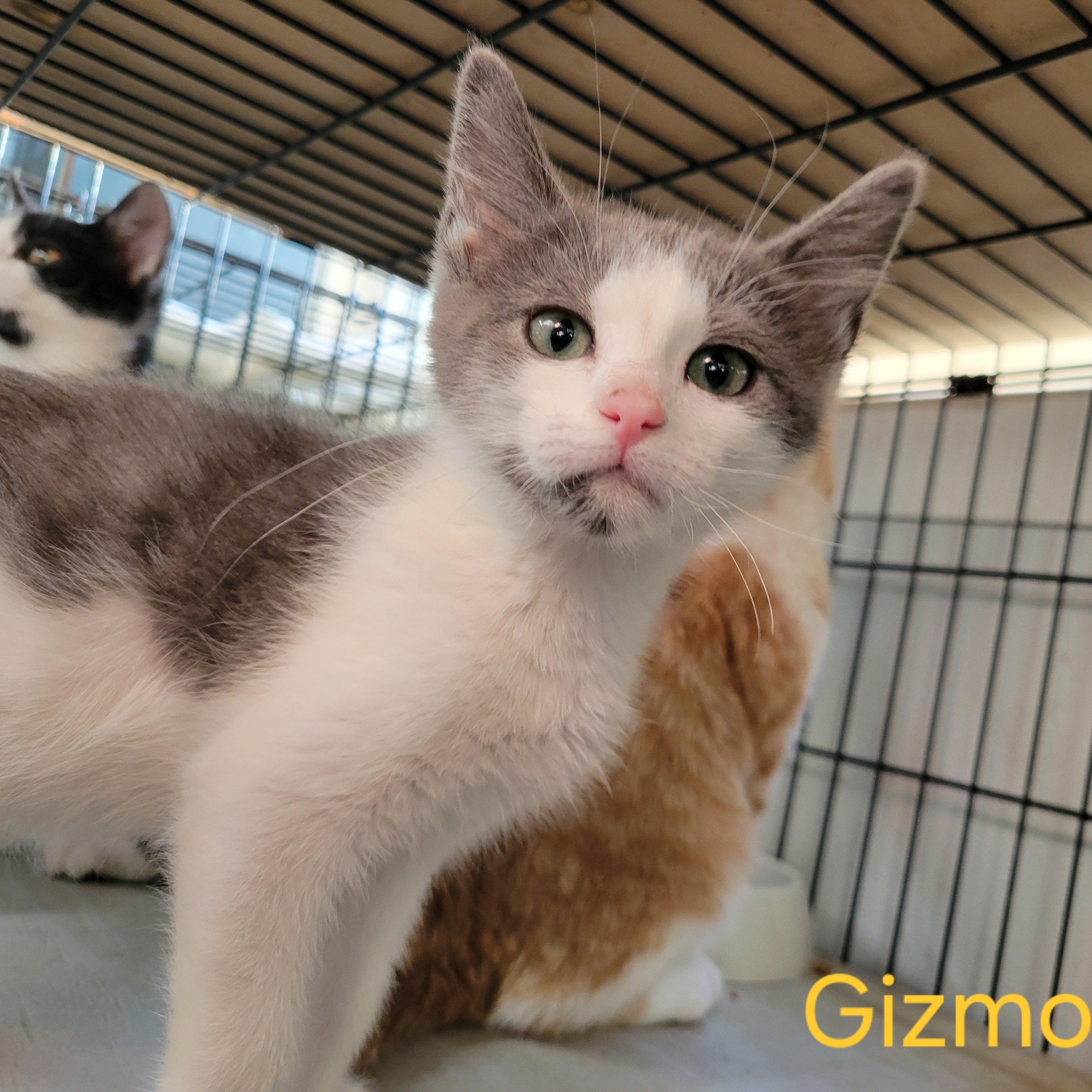Enlarge Gizmo, a ADOPTABLE Domestic Short Hair in Clarinda, IA image 1/1