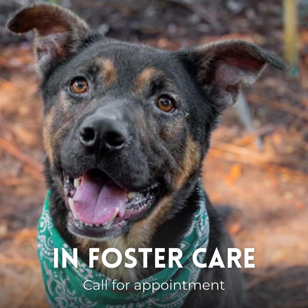 Enlarge Otie, a Adoptable Mixed Breed in Milton, FL image 3/6