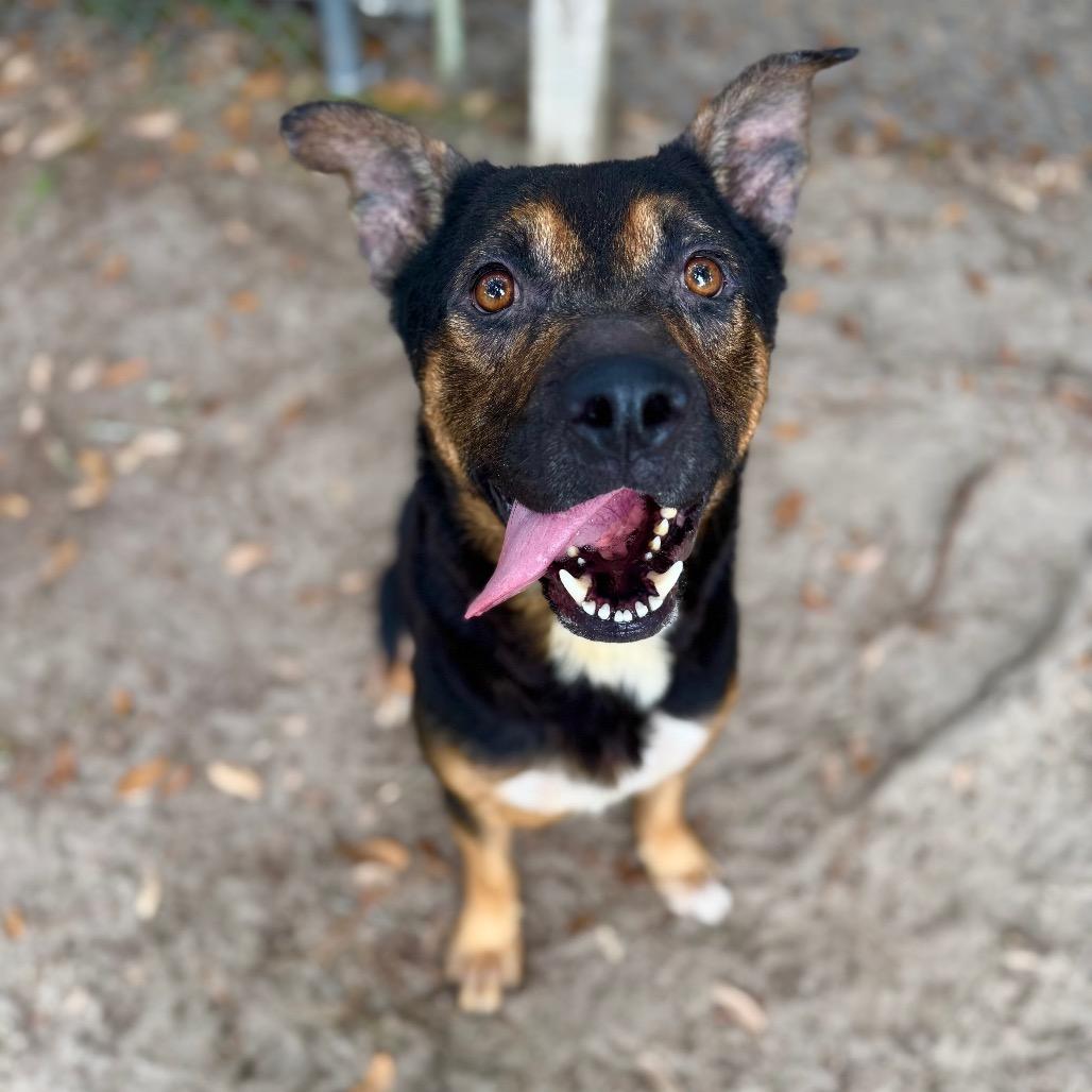 Enlarge Otie, a Adoptable Mixed Breed in Milton, FL image 5/6