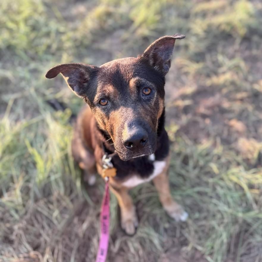 Enlarge Otie, a Adoptable Mixed Breed in Milton, FL image 6/6