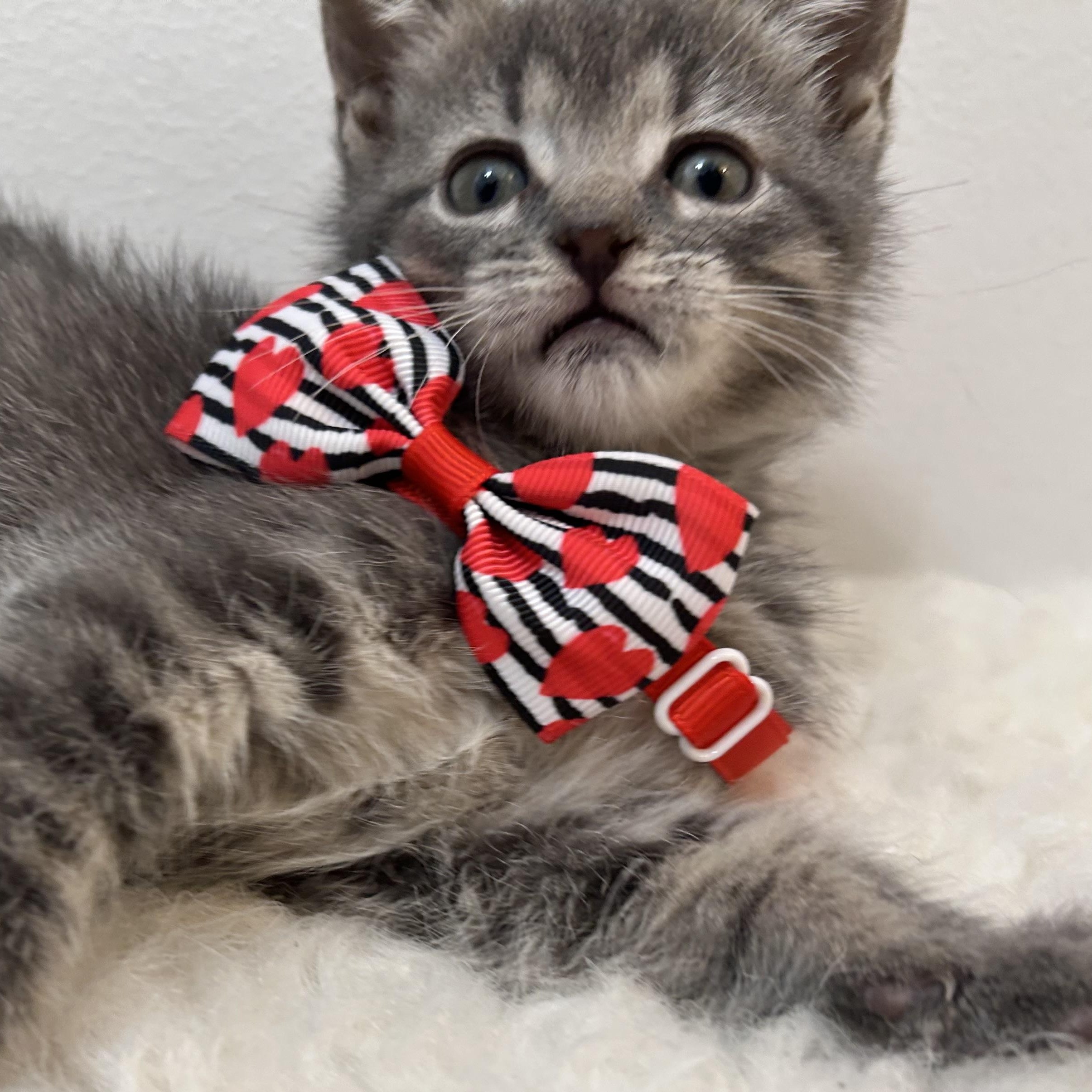 Enlarge Hailey, a ADOPTABLE Domestic Short Hair in Wrightstown, NJ image 4/5