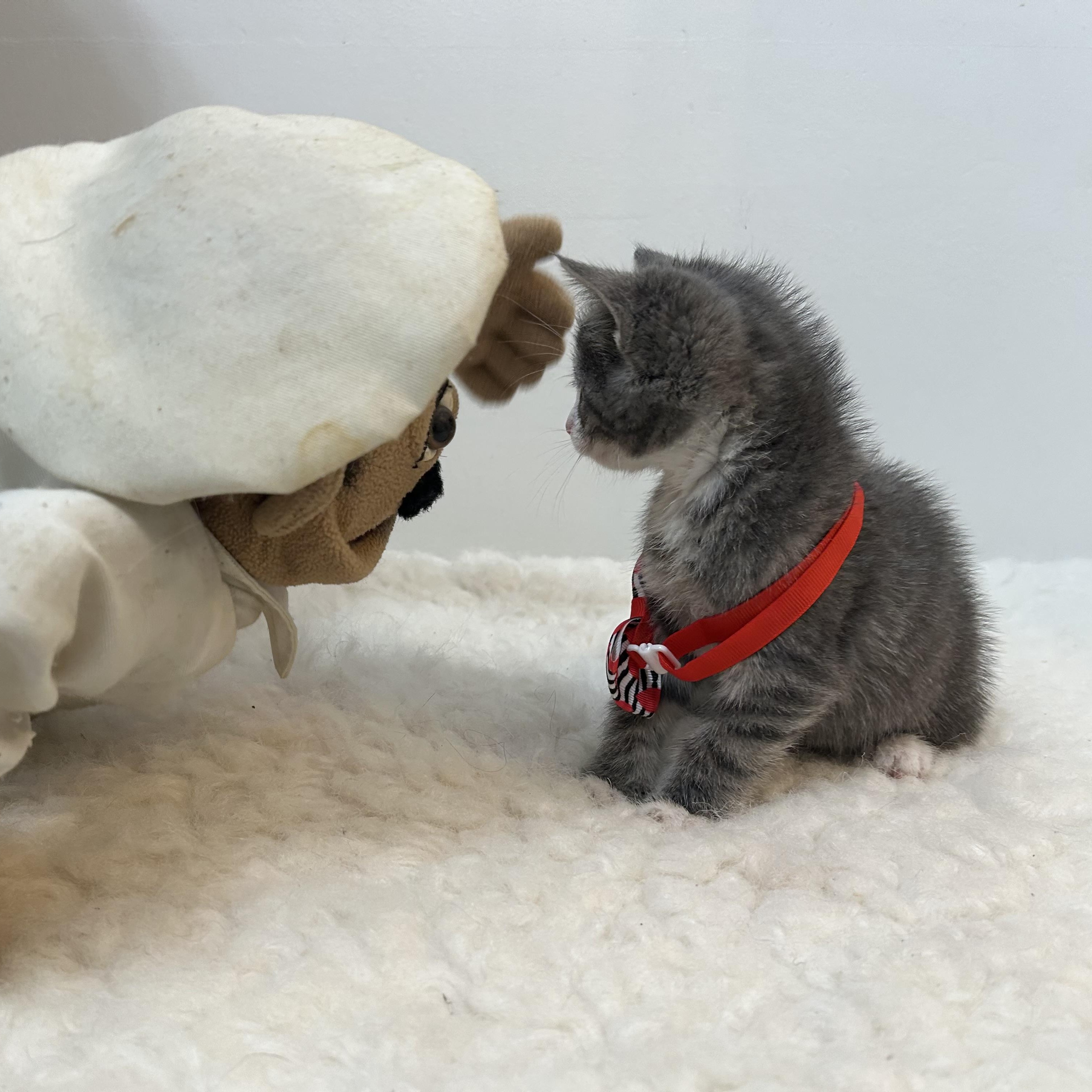 Hailey, ADOPTABLE, Kitten Female Domestic Short Hair.