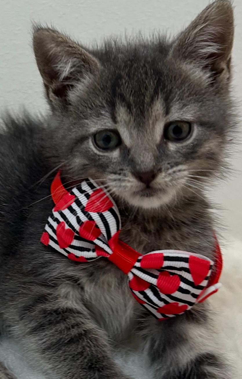 Enlarge Hailey, a ADOPTABLE Domestic Short Hair in Wrightstown, NJ image 1/5