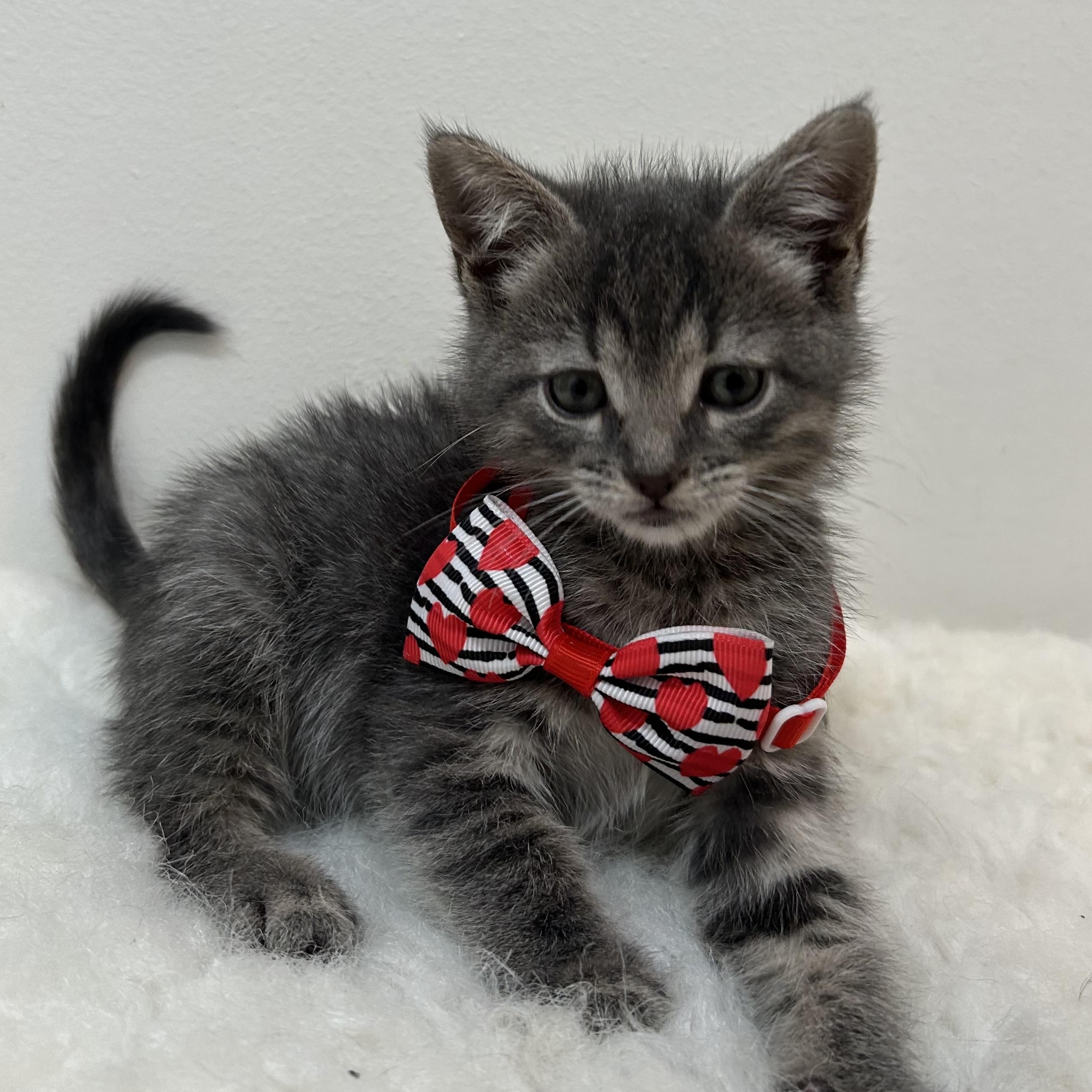 Enlarge Hailey, a ADOPTABLE Domestic Short Hair in Wrightstown, NJ image 2/5