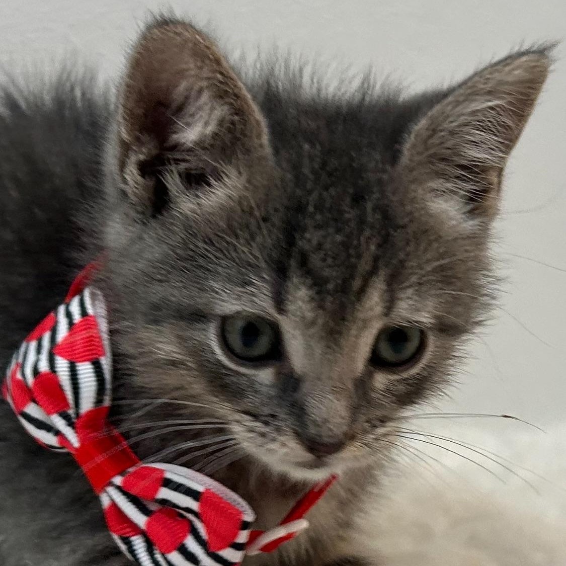 Enlarge Hailey, a ADOPTABLE Domestic Short Hair in Wrightstown, NJ image 3/5