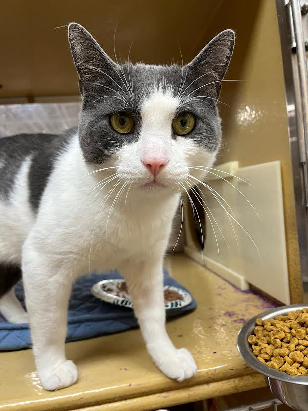 Enlarge Linus, a ADOPTABLE Domestic Short Hair in Buffalo, NY image 1/4