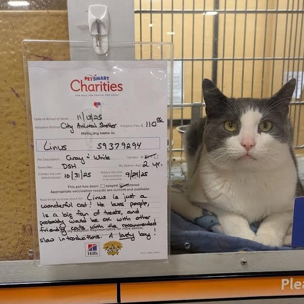 Enlarge Linus, a ADOPTABLE Domestic Short Hair in Buffalo, NY image 3/4