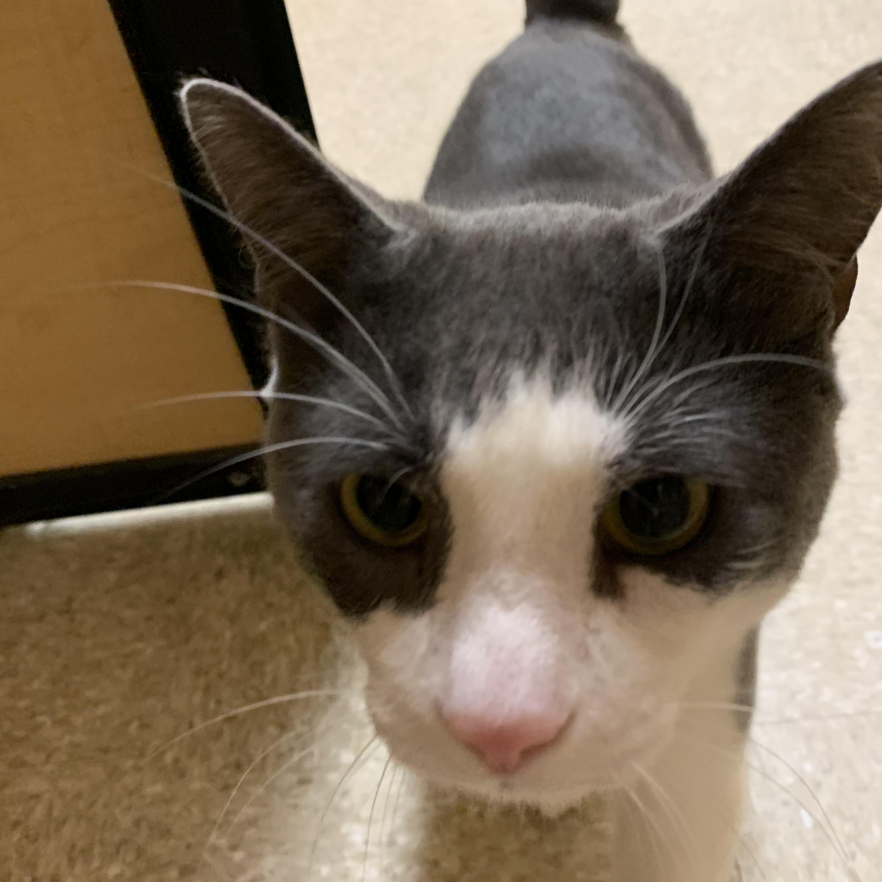 Enlarge Linus, a ADOPTABLE Domestic Short Hair in Buffalo, NY image 4/4