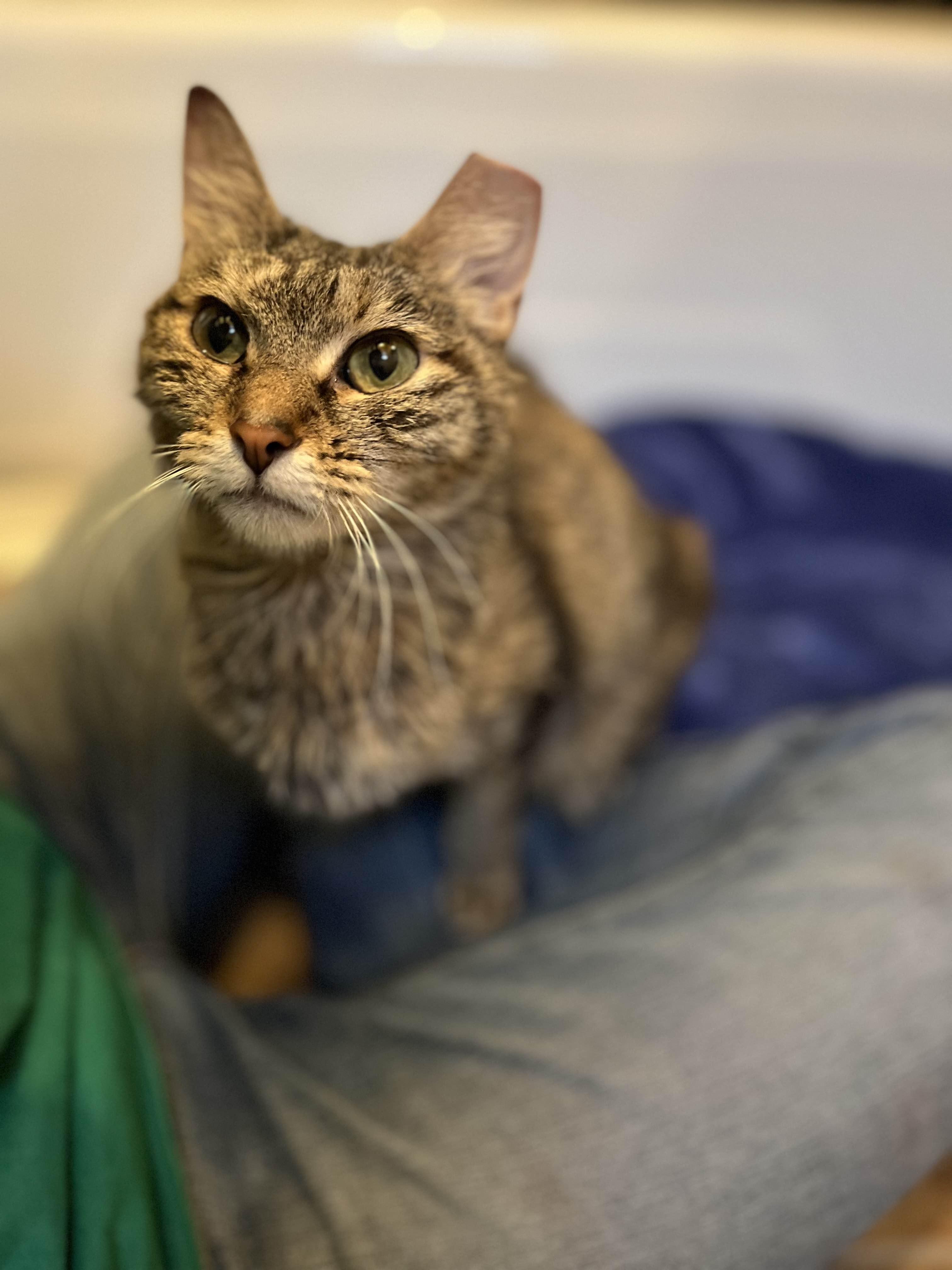 Izzie, Adoptable, Senior Female Domestic Short Hair.