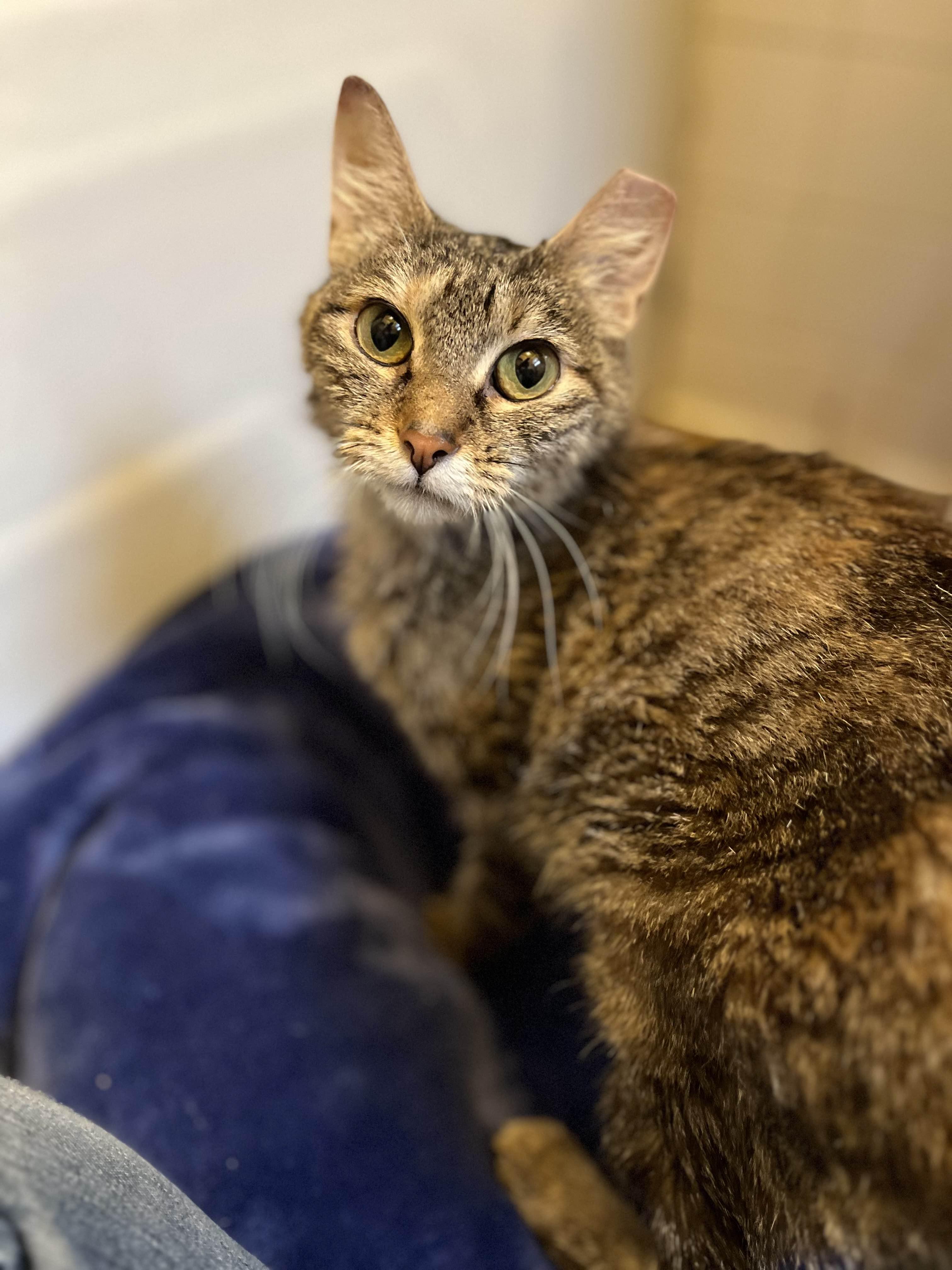 Izzie, an adoption pending Domestic Short Hair in Richmond, KY image 2/6