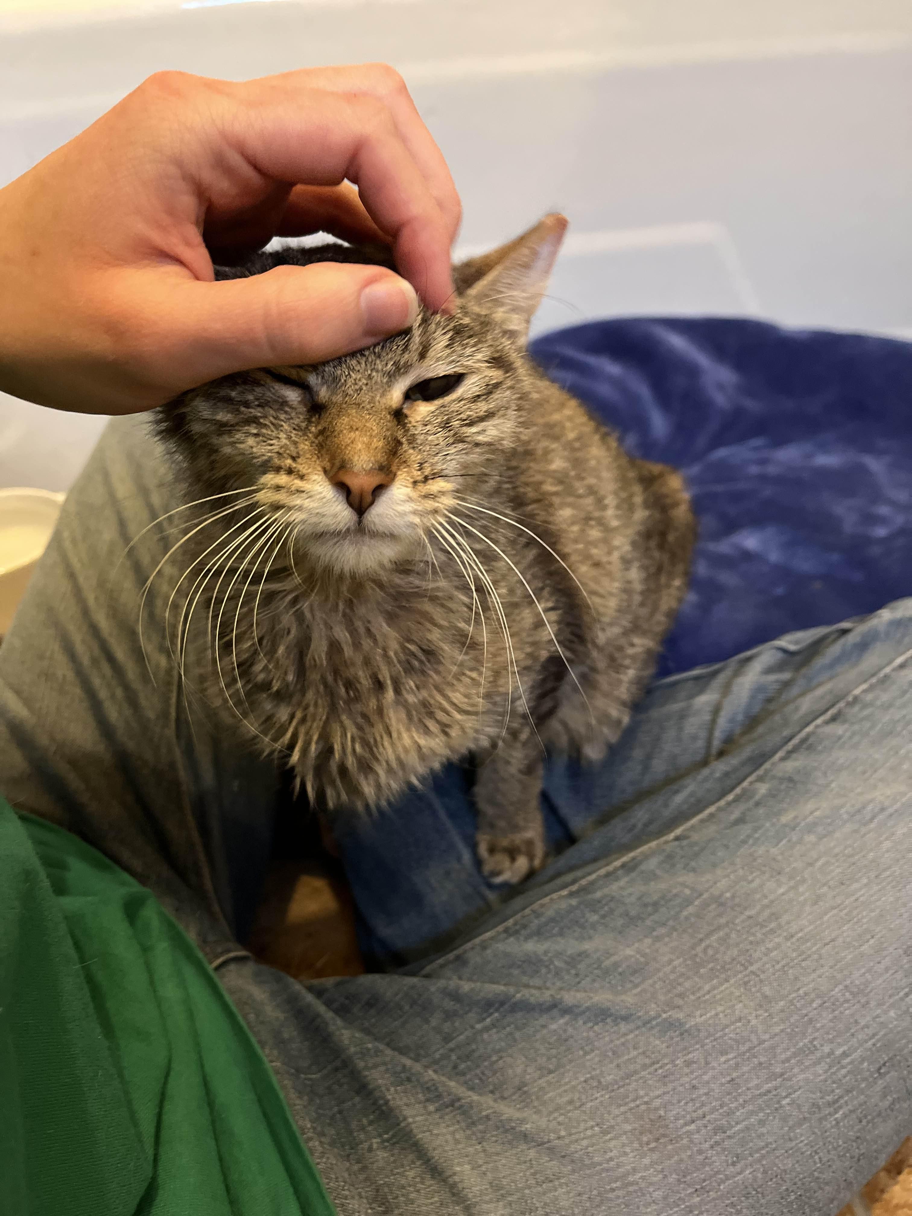 Izzie, an adoption pending Domestic Short Hair in Richmond, KY image 3/6