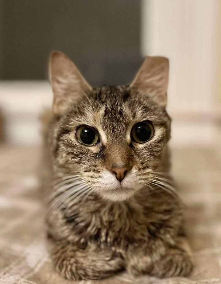 Izzie, an adoption pending Domestic Short Hair in Richmond, KY image 4/6