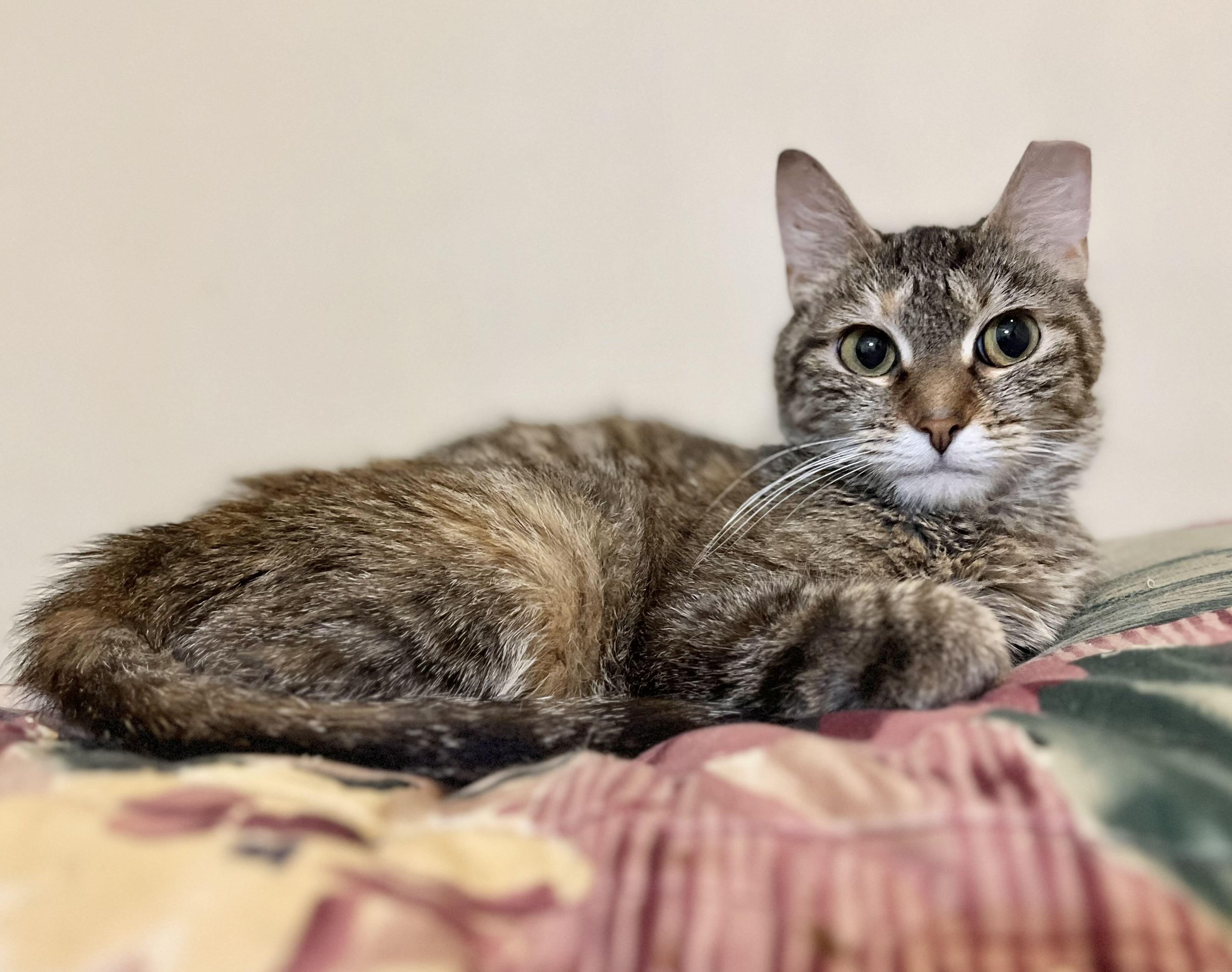 Izzie, an adoption pending Domestic Short Hair in Richmond, KY image 5/6