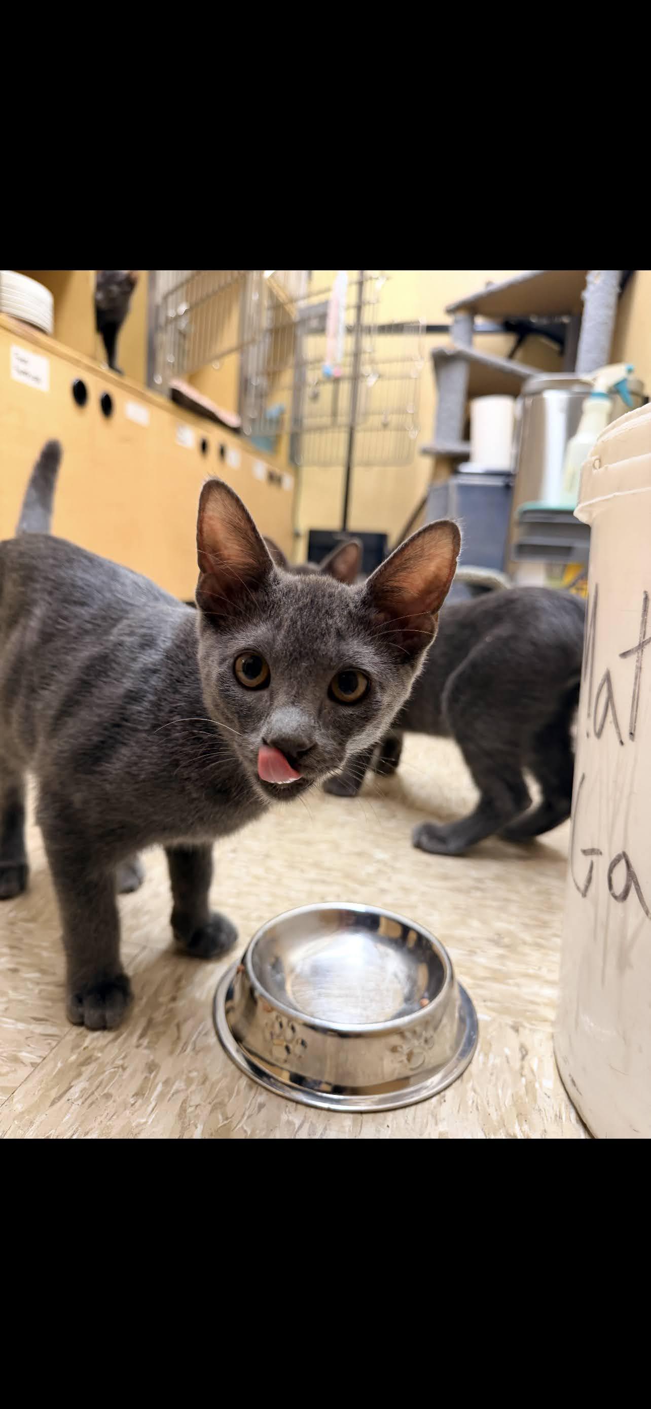 Phoebe, ADOPTABLE, Young Female Domestic Short Hair.