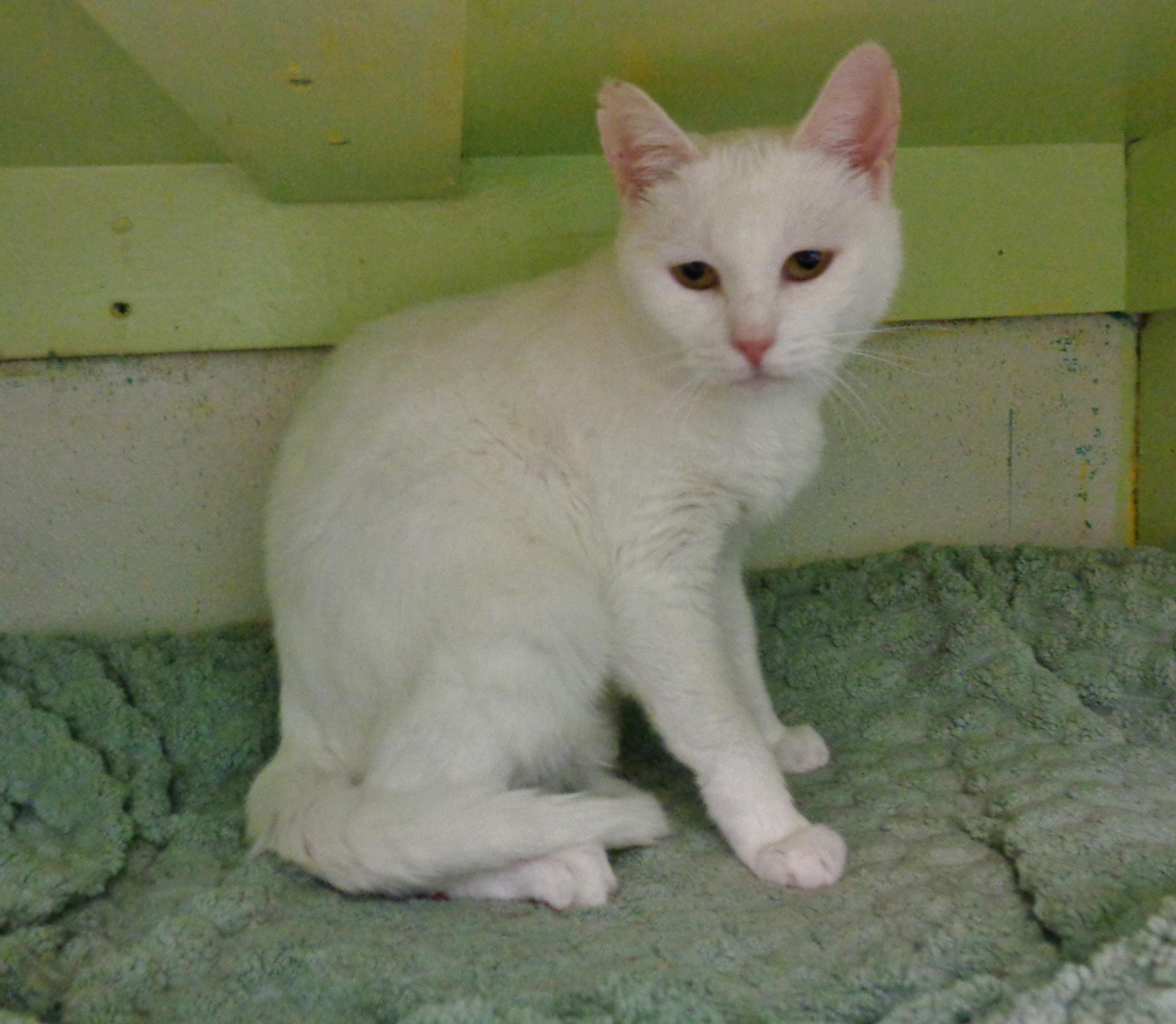 PETIT FOUR, a ADOPTABLE Domestic Short Hair in Delhi, NY image 4/6