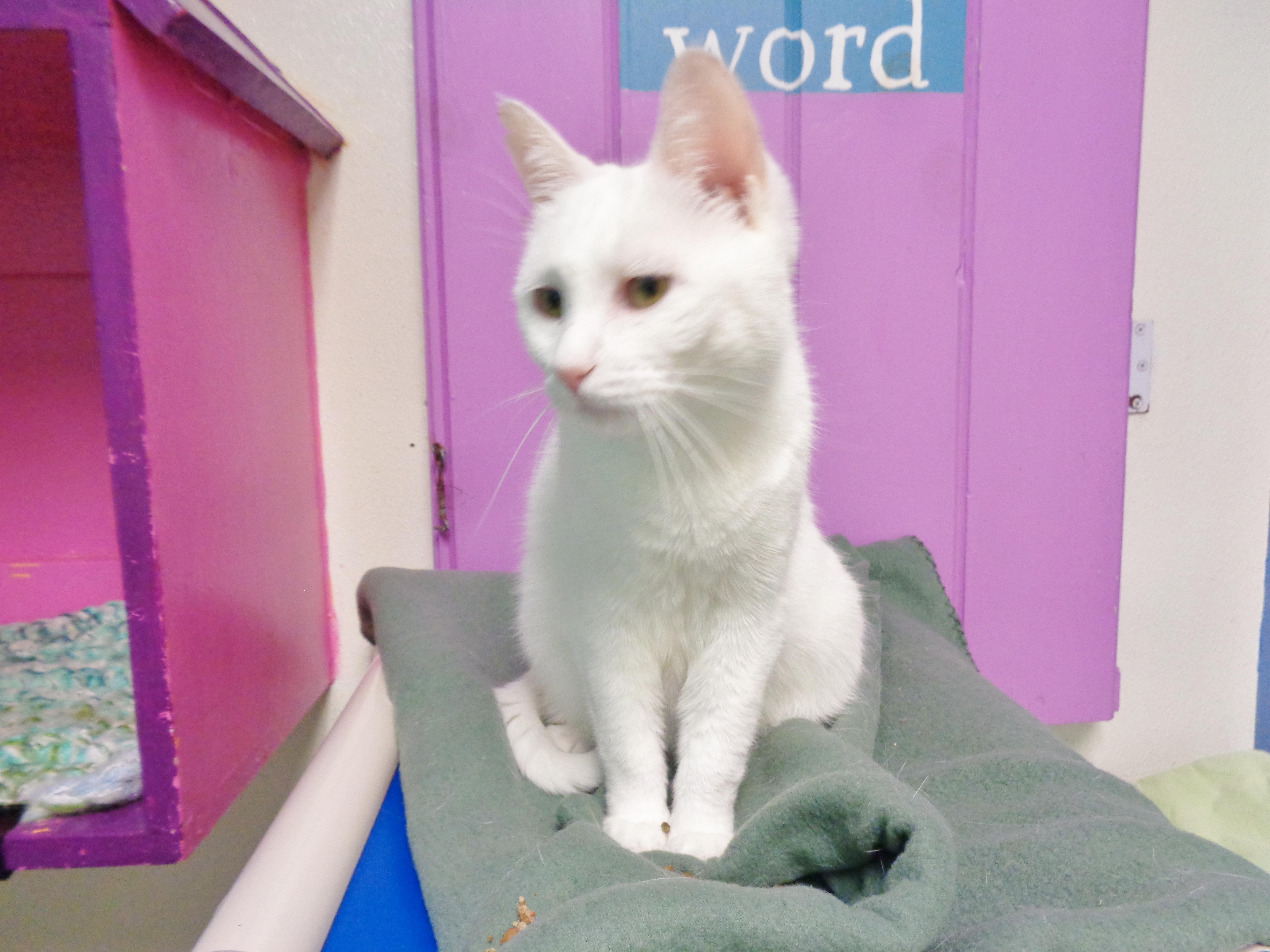 PETIT FOUR, a ADOPTABLE Domestic Short Hair in Delhi, NY image 6/6
