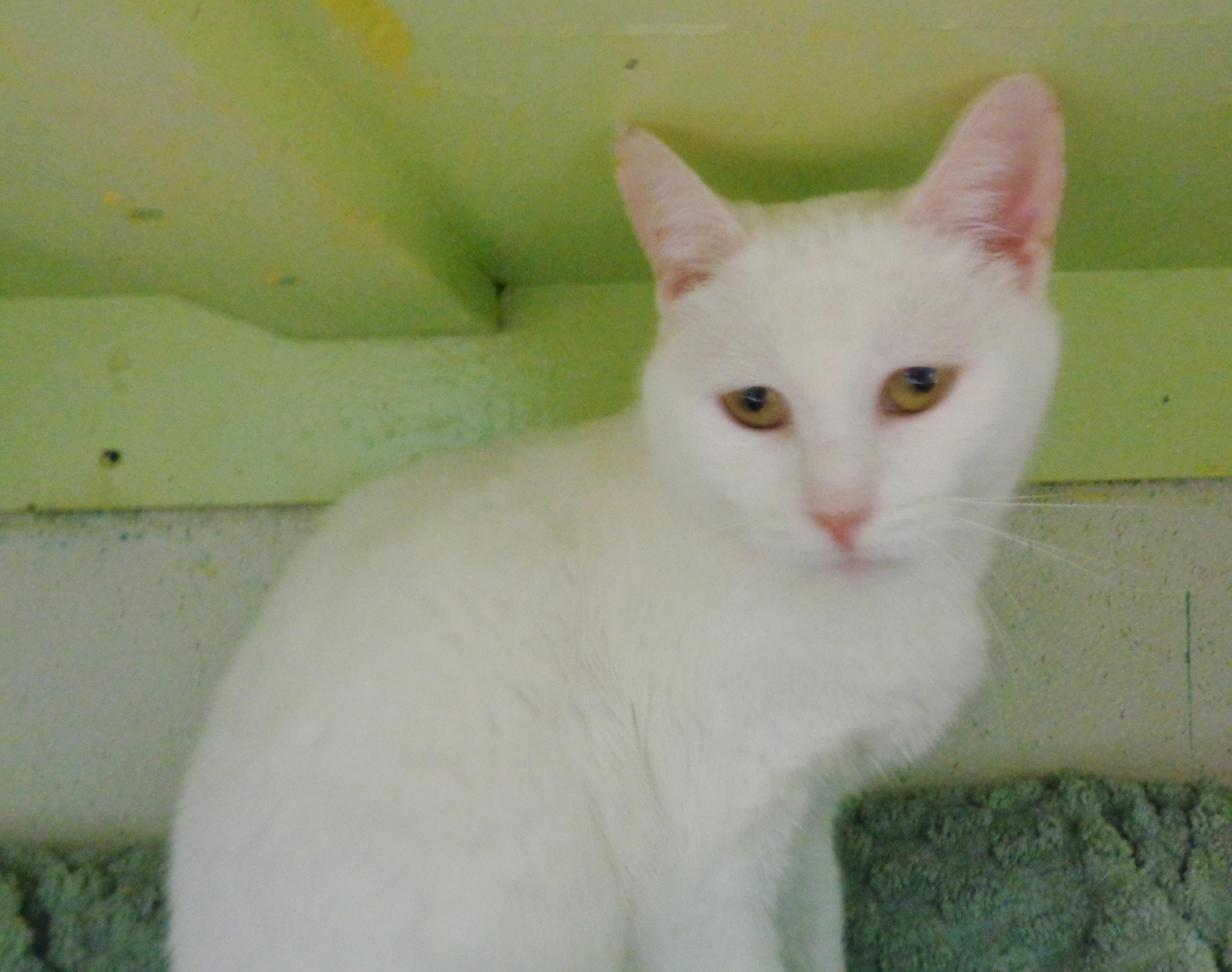 PETIT FOUR, a ADOPTABLE Domestic Short Hair in Delhi, NY image 3/6