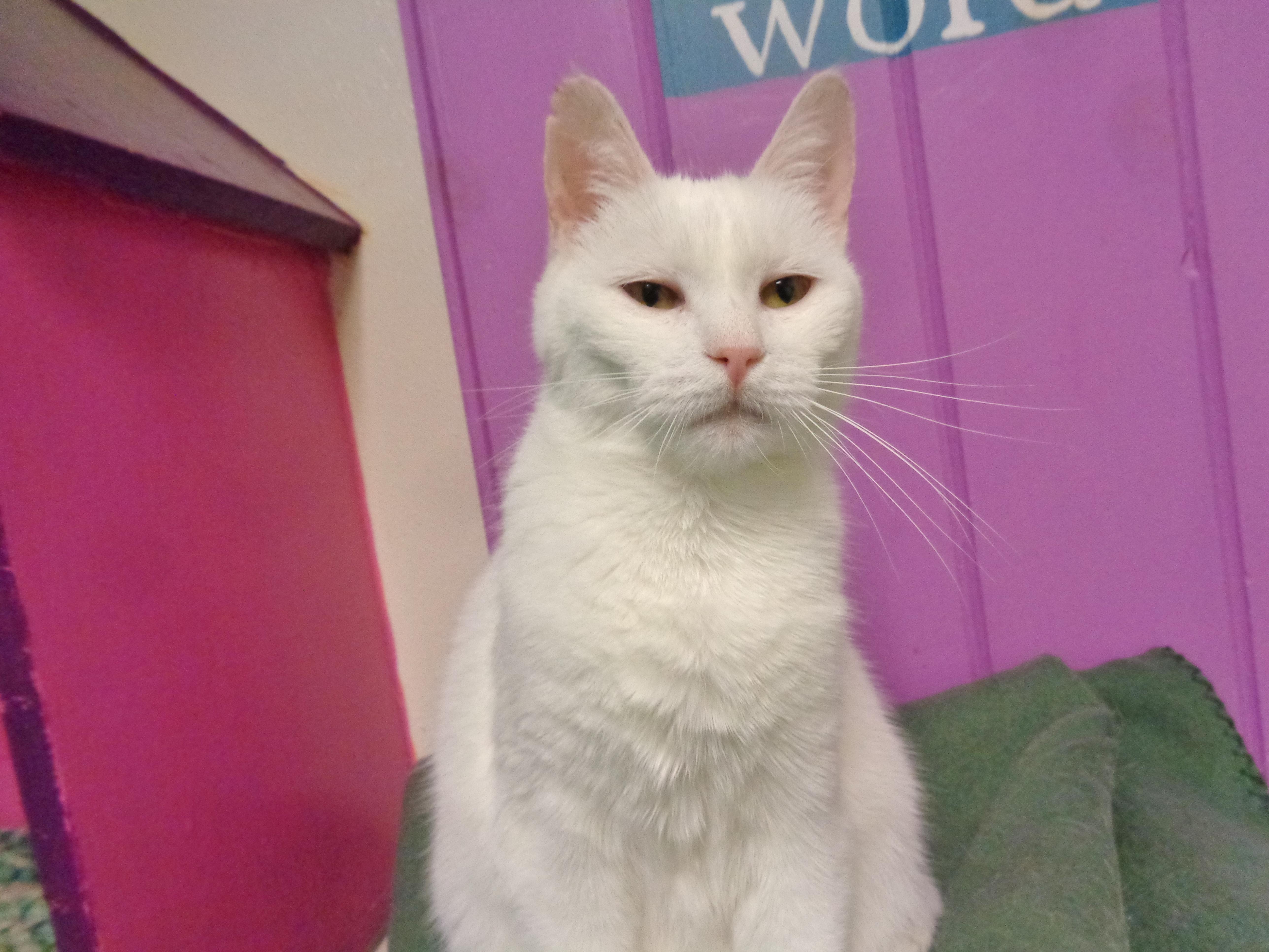 PETIT FOUR, a ADOPTABLE Domestic Short Hair in Delhi, NY image 5/6