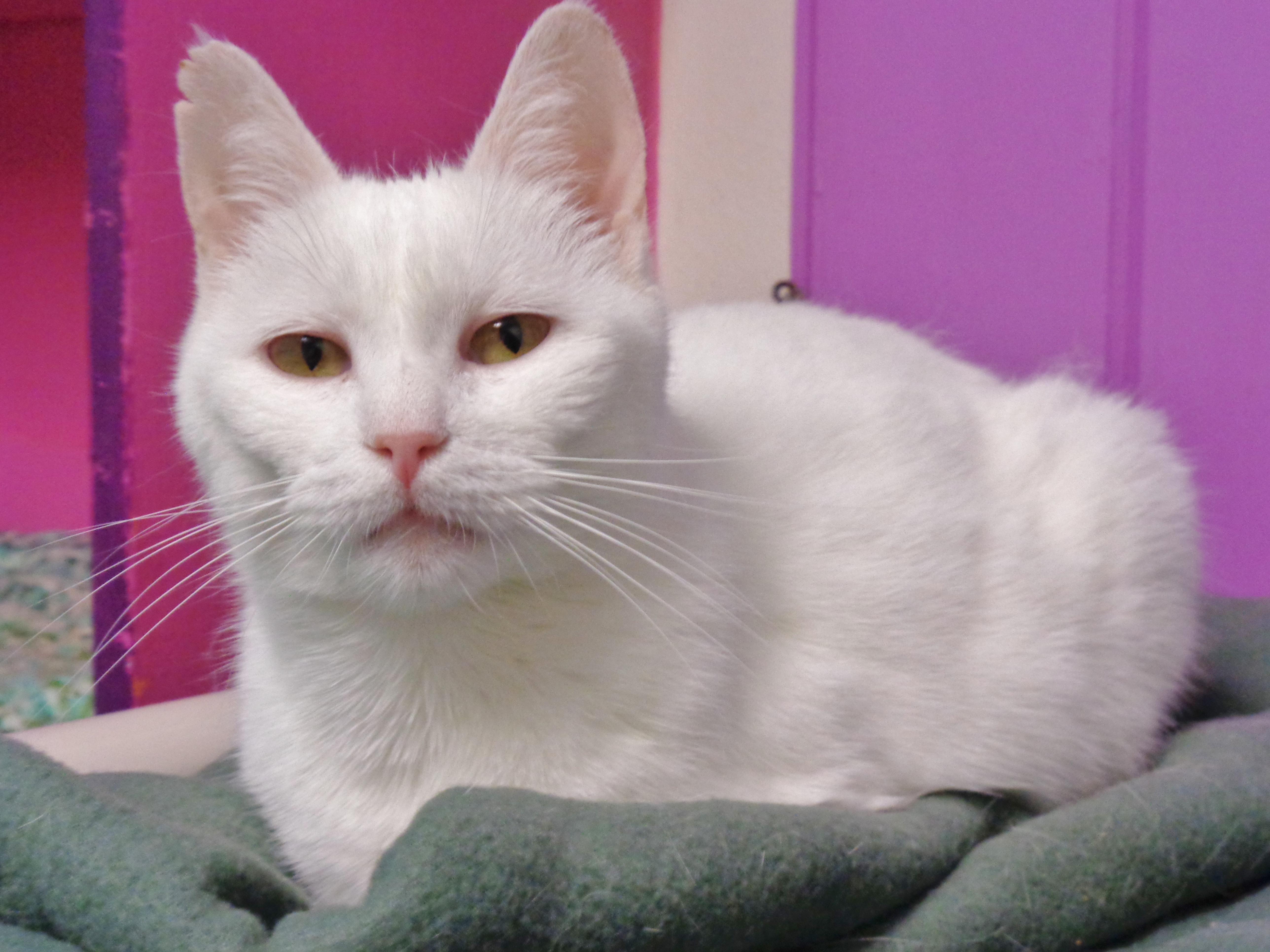 PETIT FOUR, ADOPTABLE, Young Female Domestic Short Hair.
