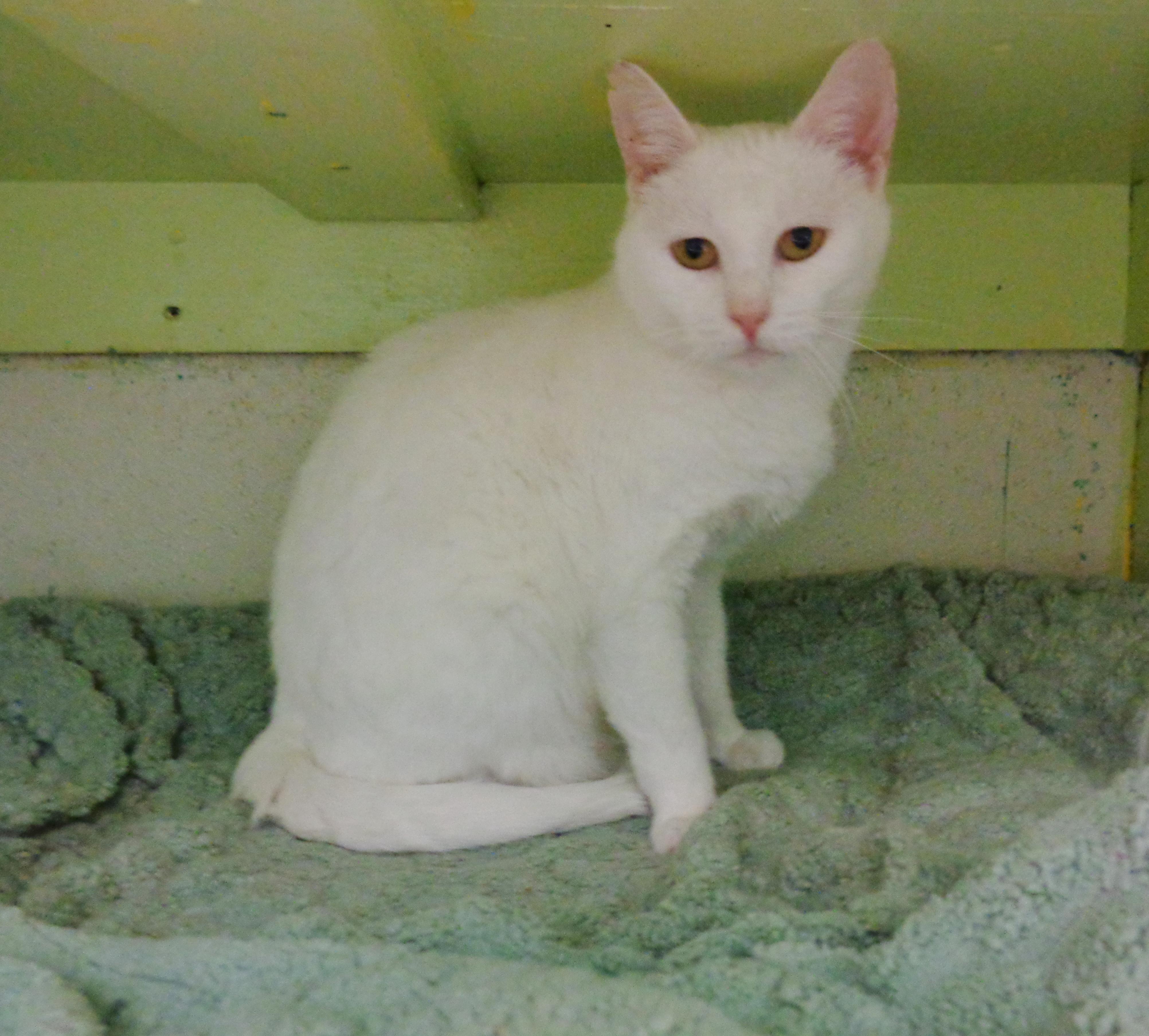 PETIT FOUR, a ADOPTABLE Domestic Short Hair in Delhi, NY image 2/6