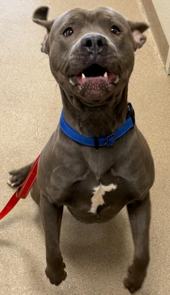 Enlarge Torque, a Adoptable Pit Bull Terrier in Ferndale, NY image 1/1