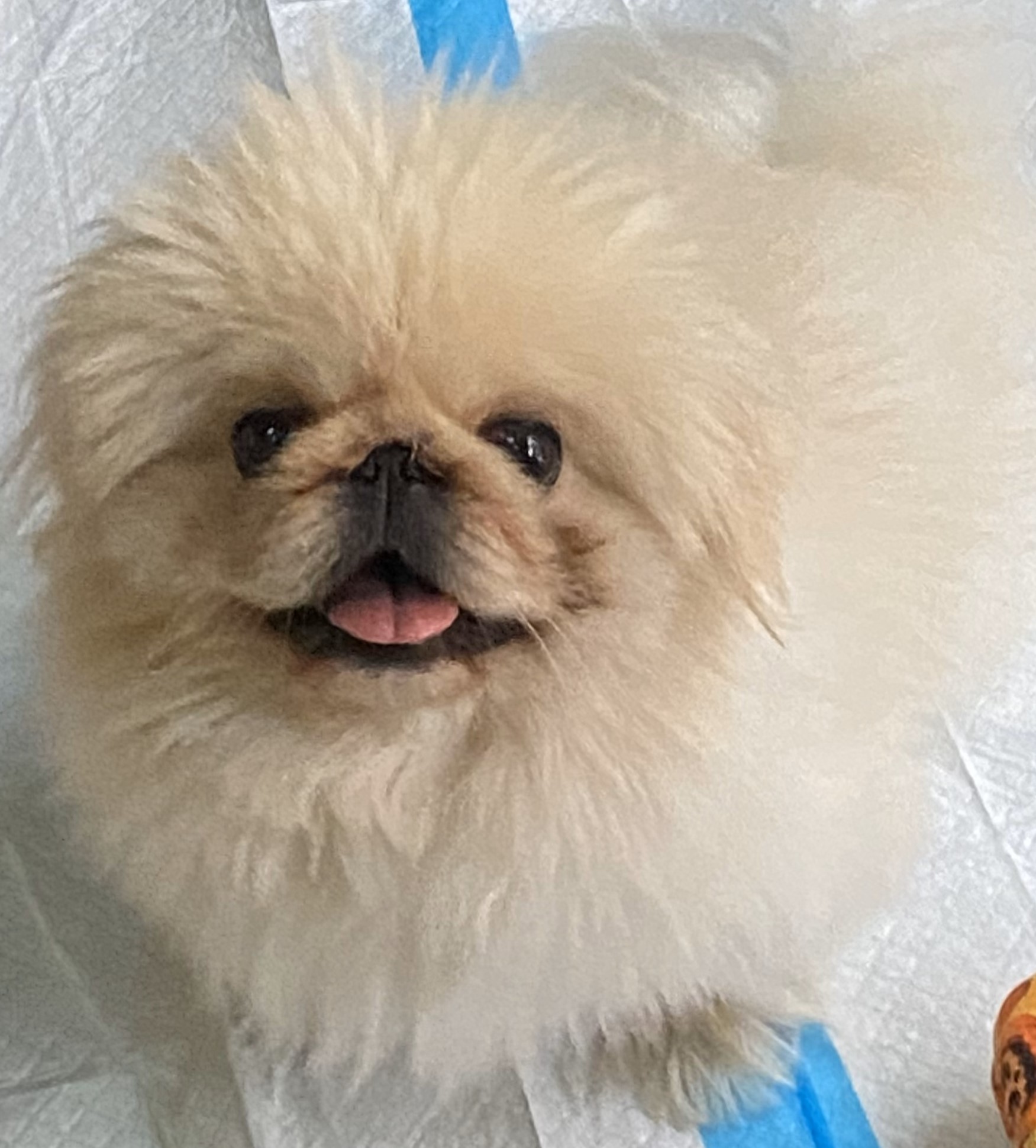 Enlarge Cracker HAS BEEN ADOPTED., a Adoptable Pekingese in Hillsdale, NJ image 1/1
