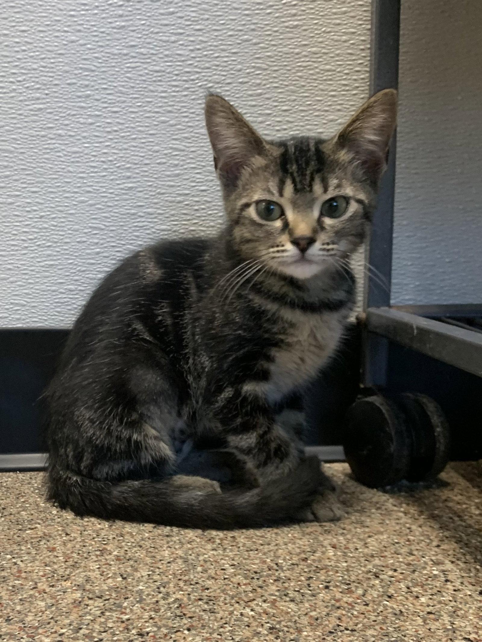 Cady, Adoptable, Kitten Female Domestic Short Hair.