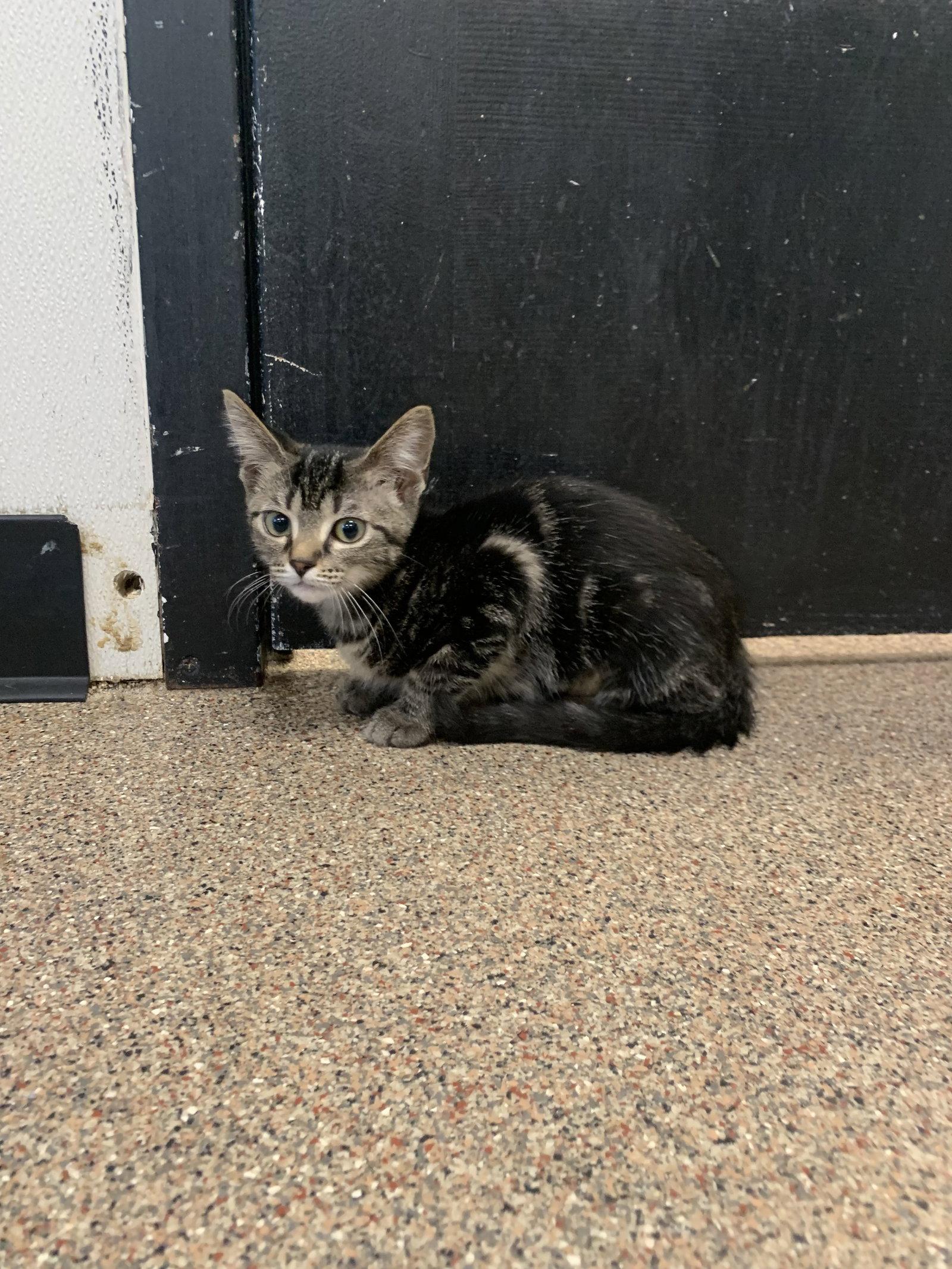 Enlarge Cady, a Adoptable Domestic Short Hair in Sanford, FL image 2/3