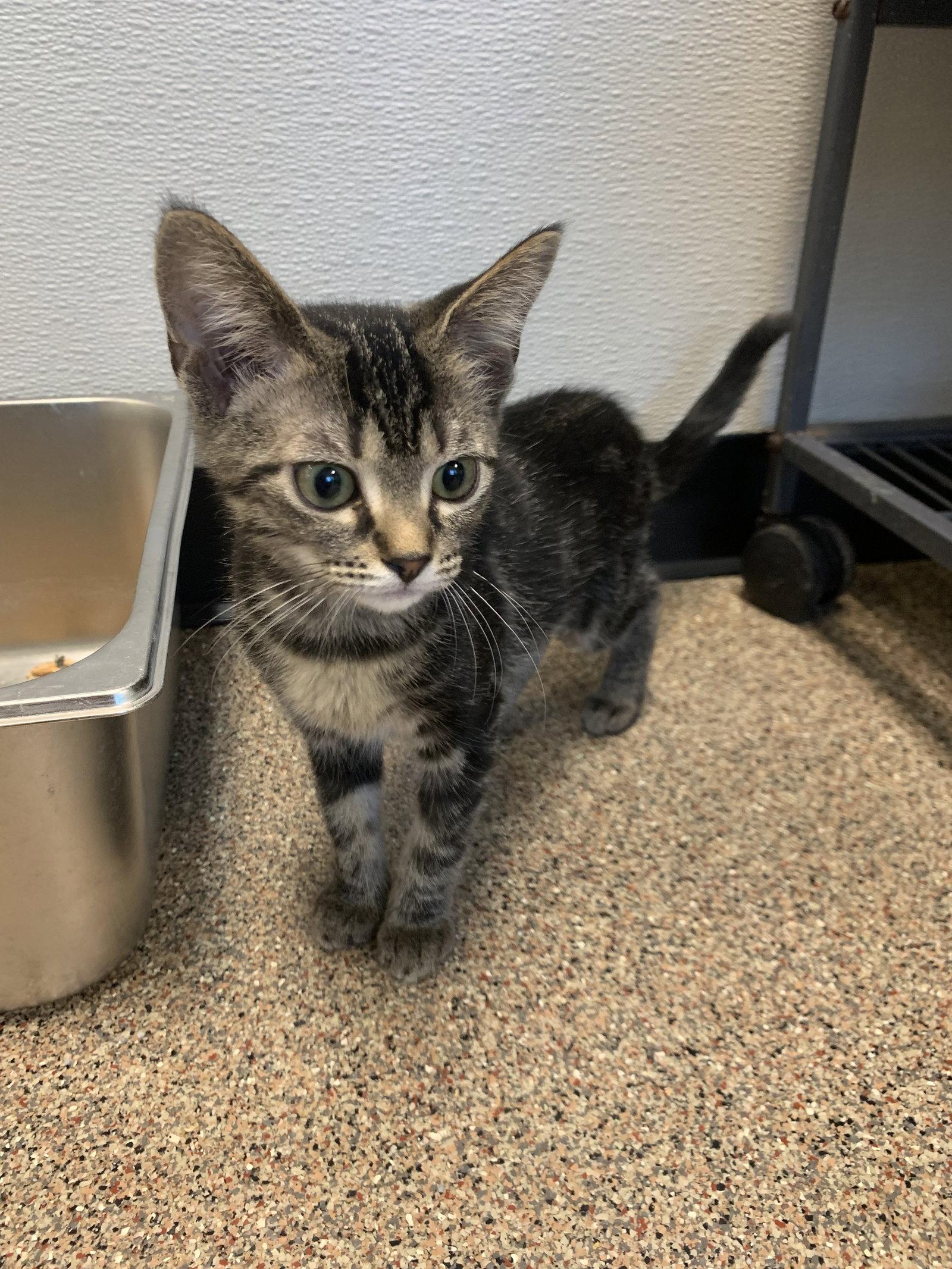 Enlarge Cady, a Adoptable Domestic Short Hair in Sanford, FL image 3/3