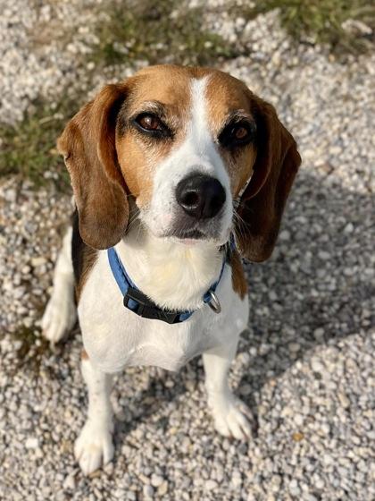 Lelo, Adoptable, Adult Female Beagle & Mixed Breed.