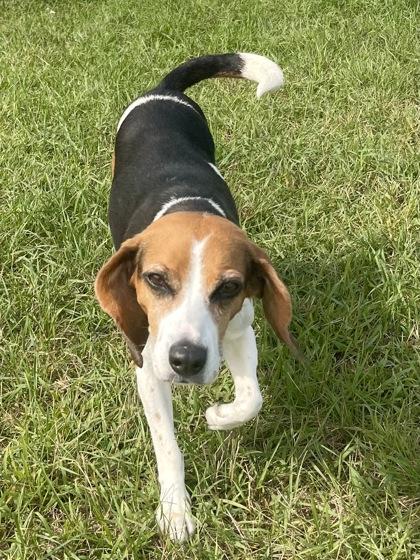 Enlarge Lelo, a Adoptable mixed breed in Traverse City, MI image 2/3