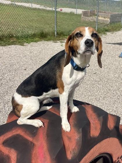 Enlarge Lelo, a Adoptable mixed breed in Traverse City, MI image 3/3