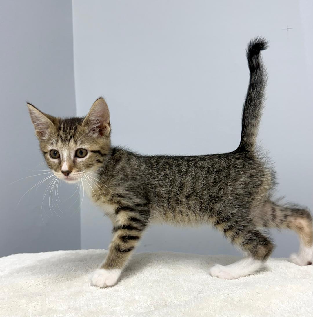 Vireo, ADOPTABLE, Kitten Female Domestic Short Hair.