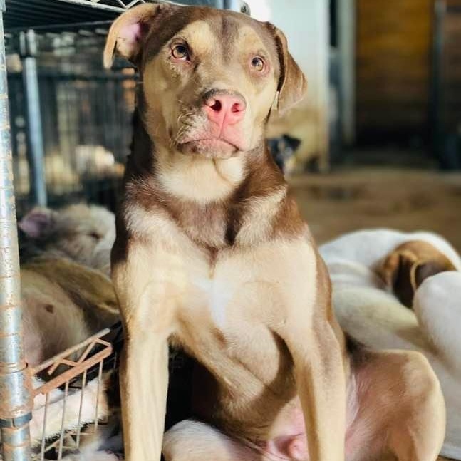 Rugby, Adoptable, Young Male Terrier & Labrador Retriever.