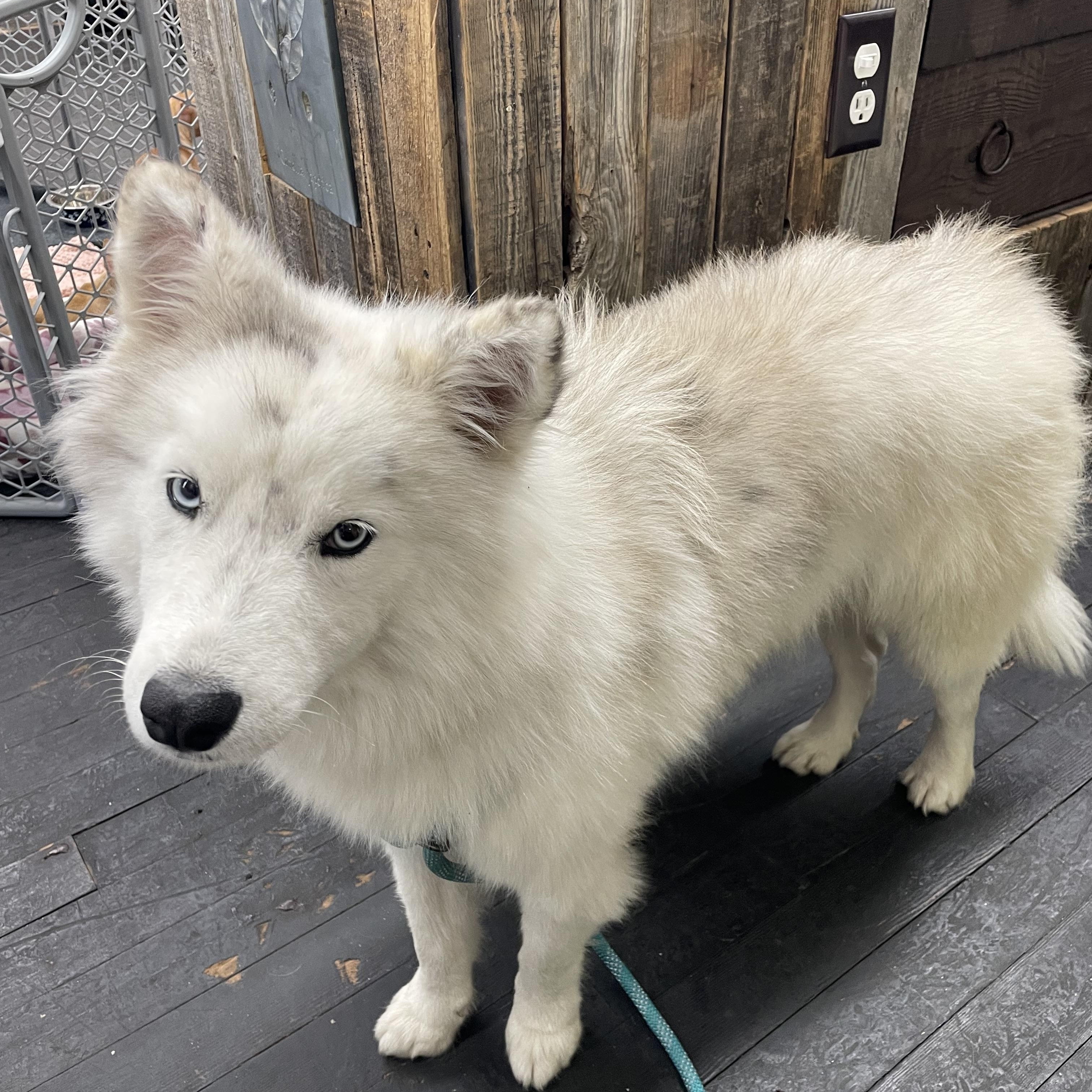 Enlarge Togo , an adopted mixed breed in Phoenix, AZ image 1/5